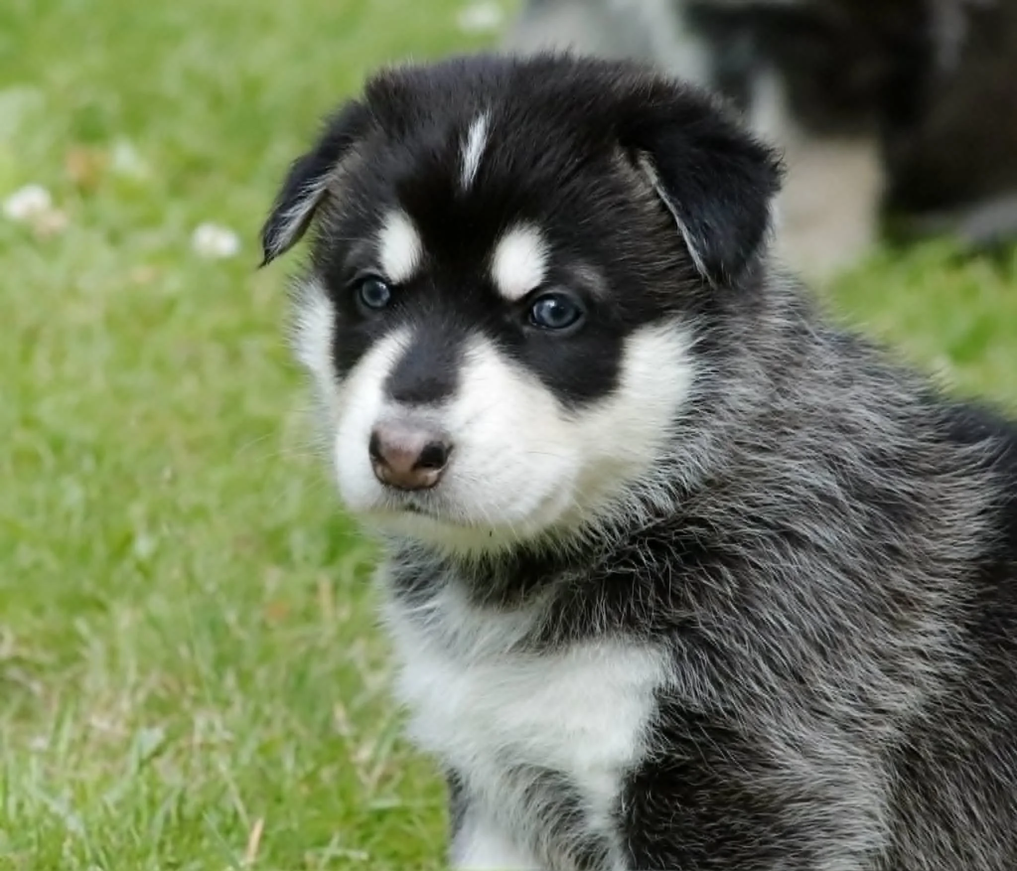frosty 4 weeks old.jpg