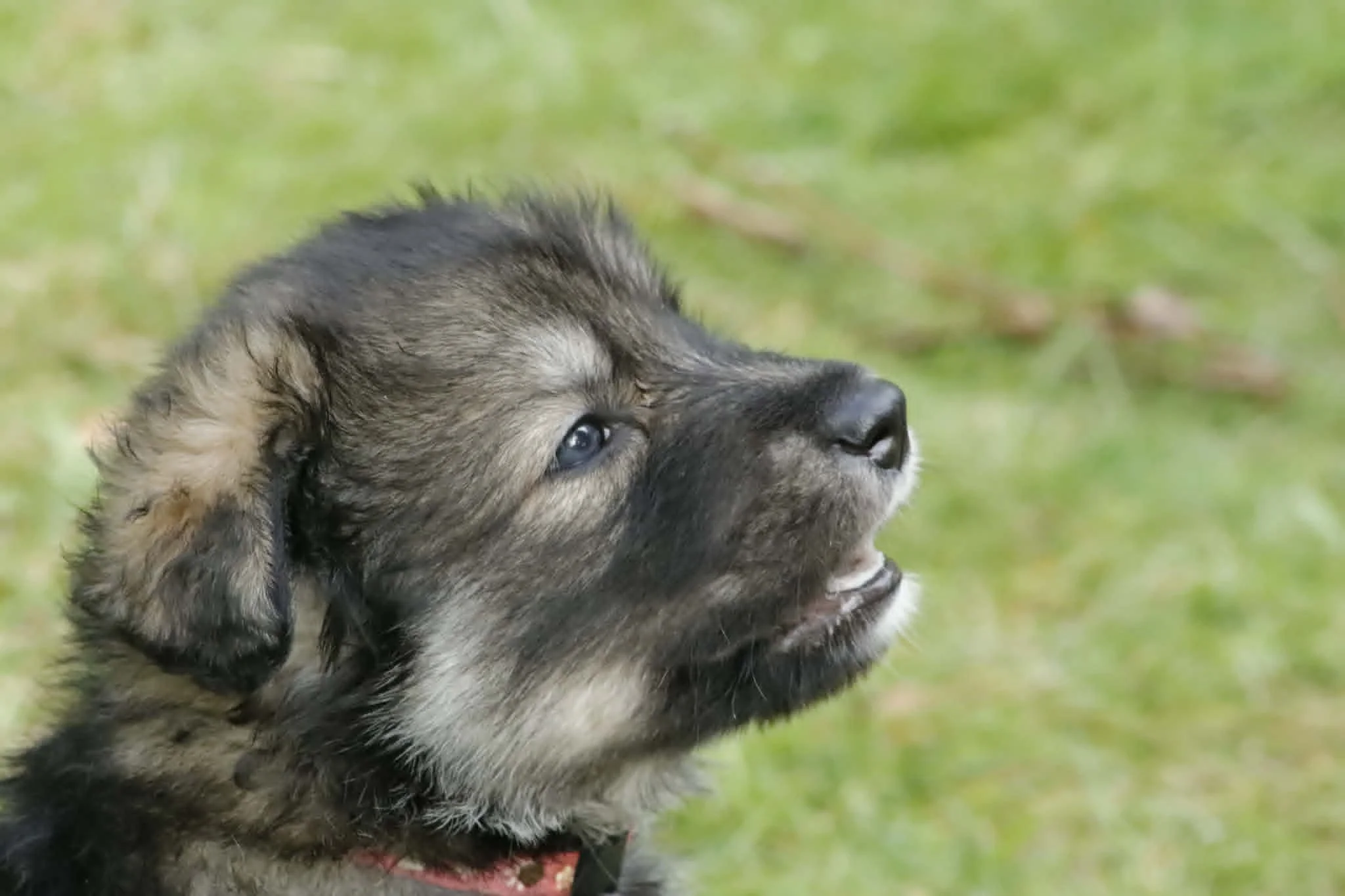 crystal 4 weeks old.jpg