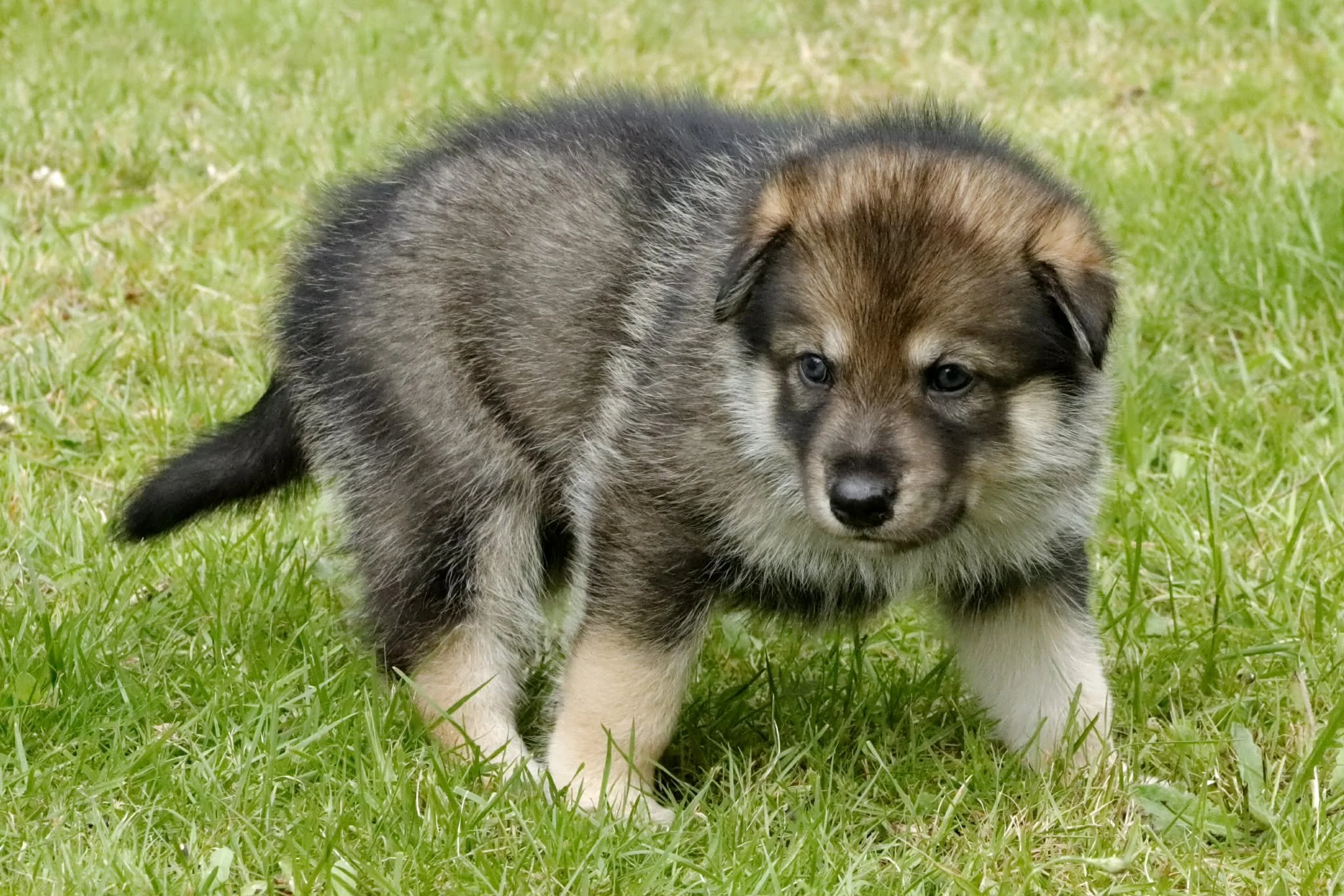 wolfpine 4 weeks old.jpg