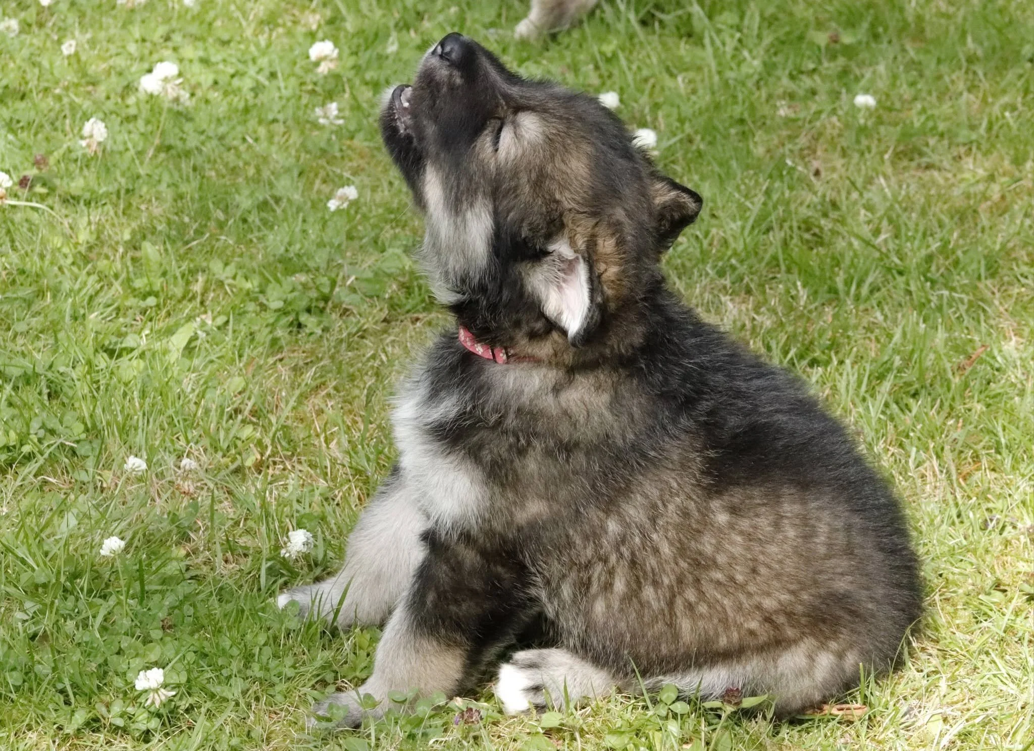 crystalbloom 4 weeks ol.jpg