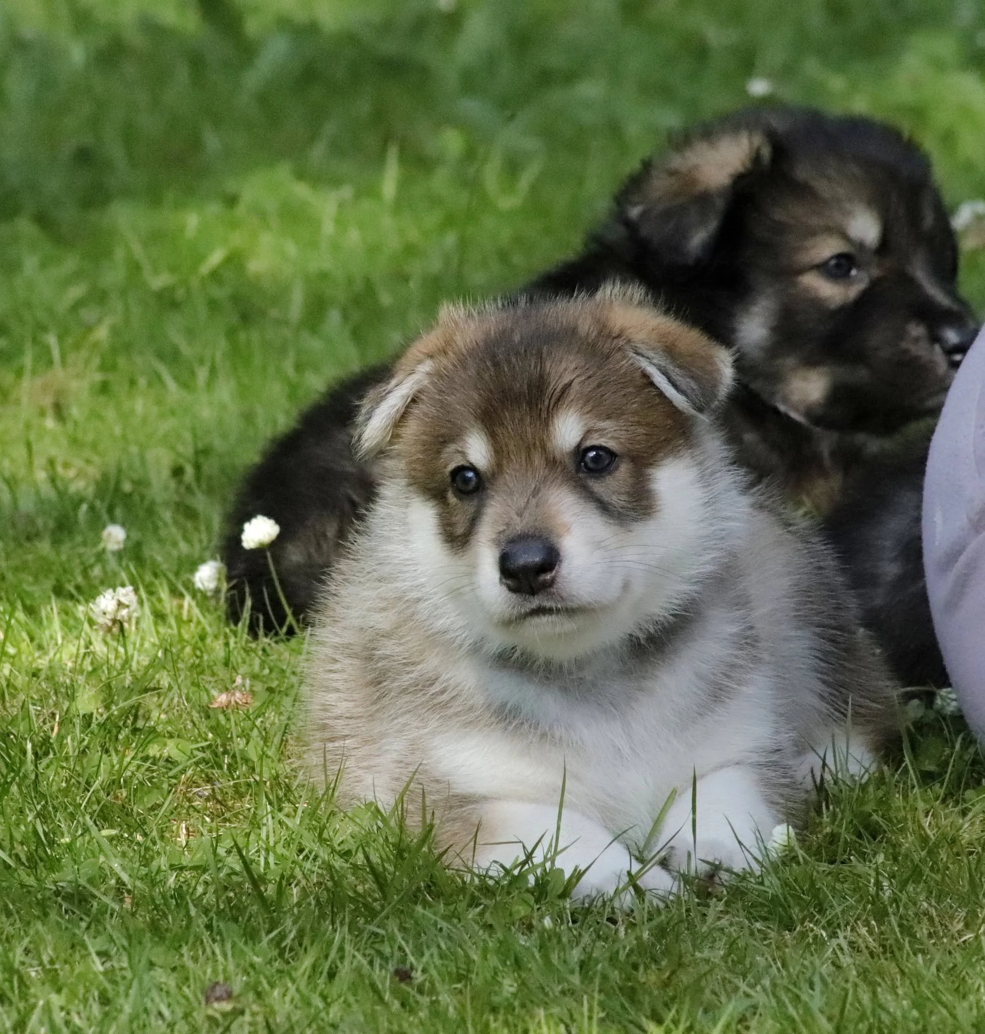 mapleheart 4 weeks old.jpg
