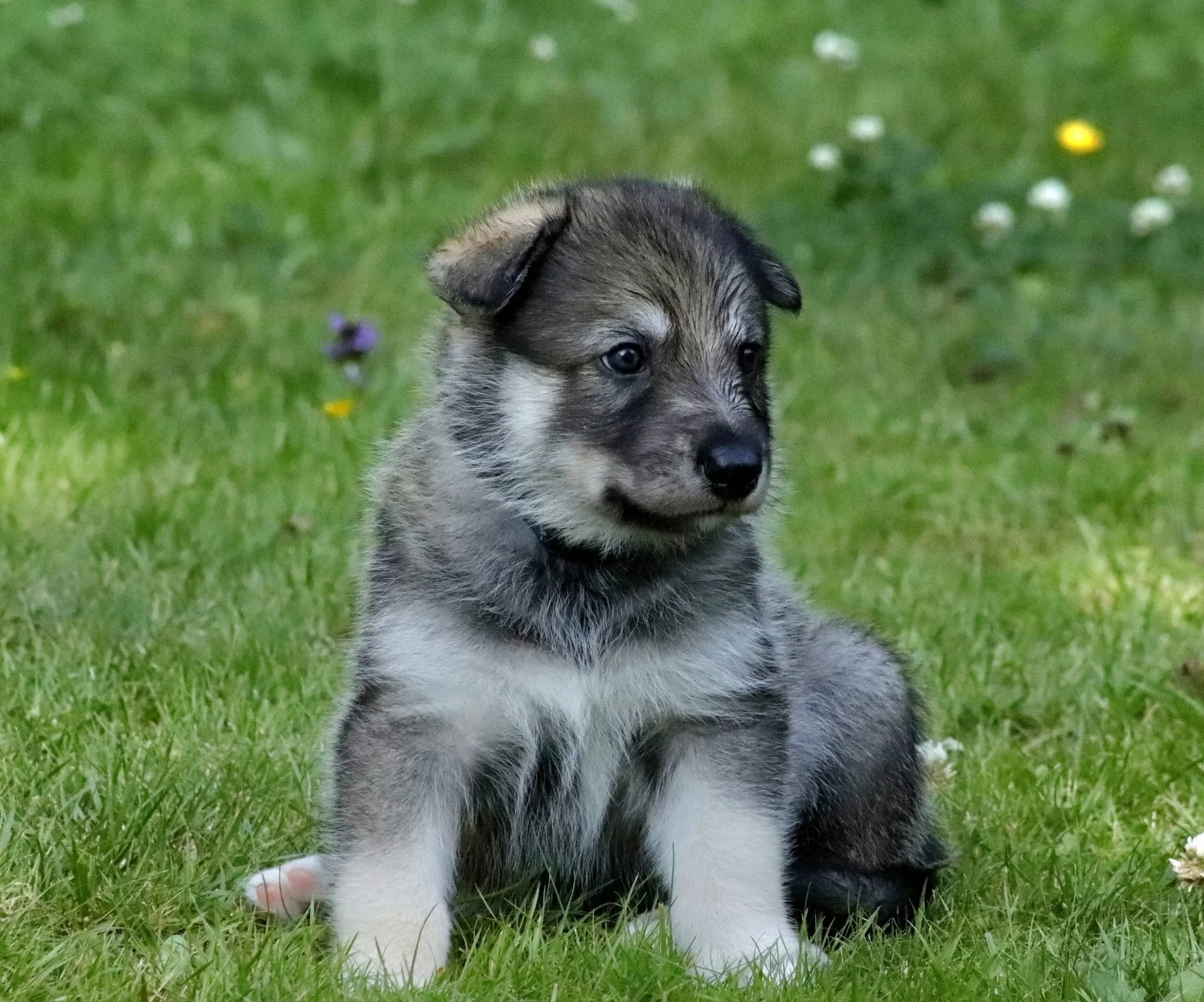moonshadow grove 4 weeks old 2.jpg