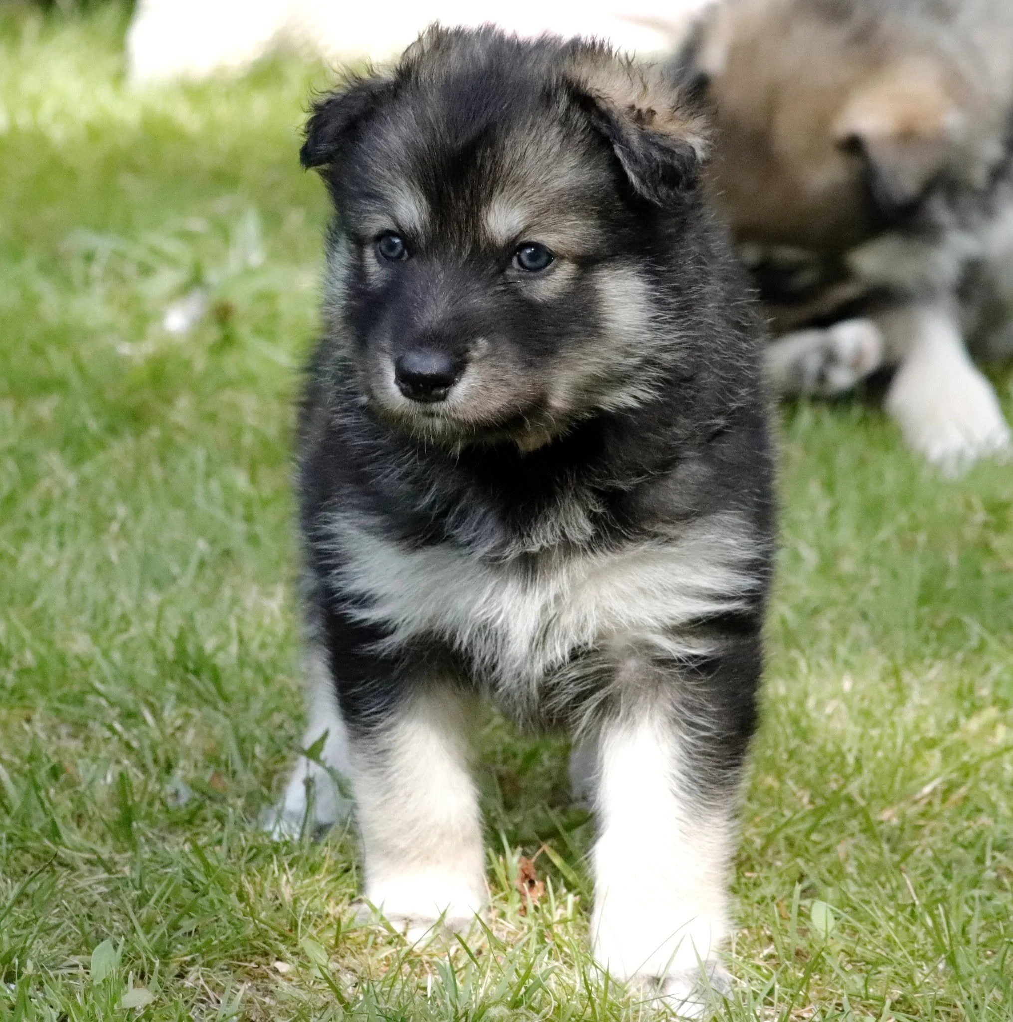 floretta 4 weeks old 2.jpg