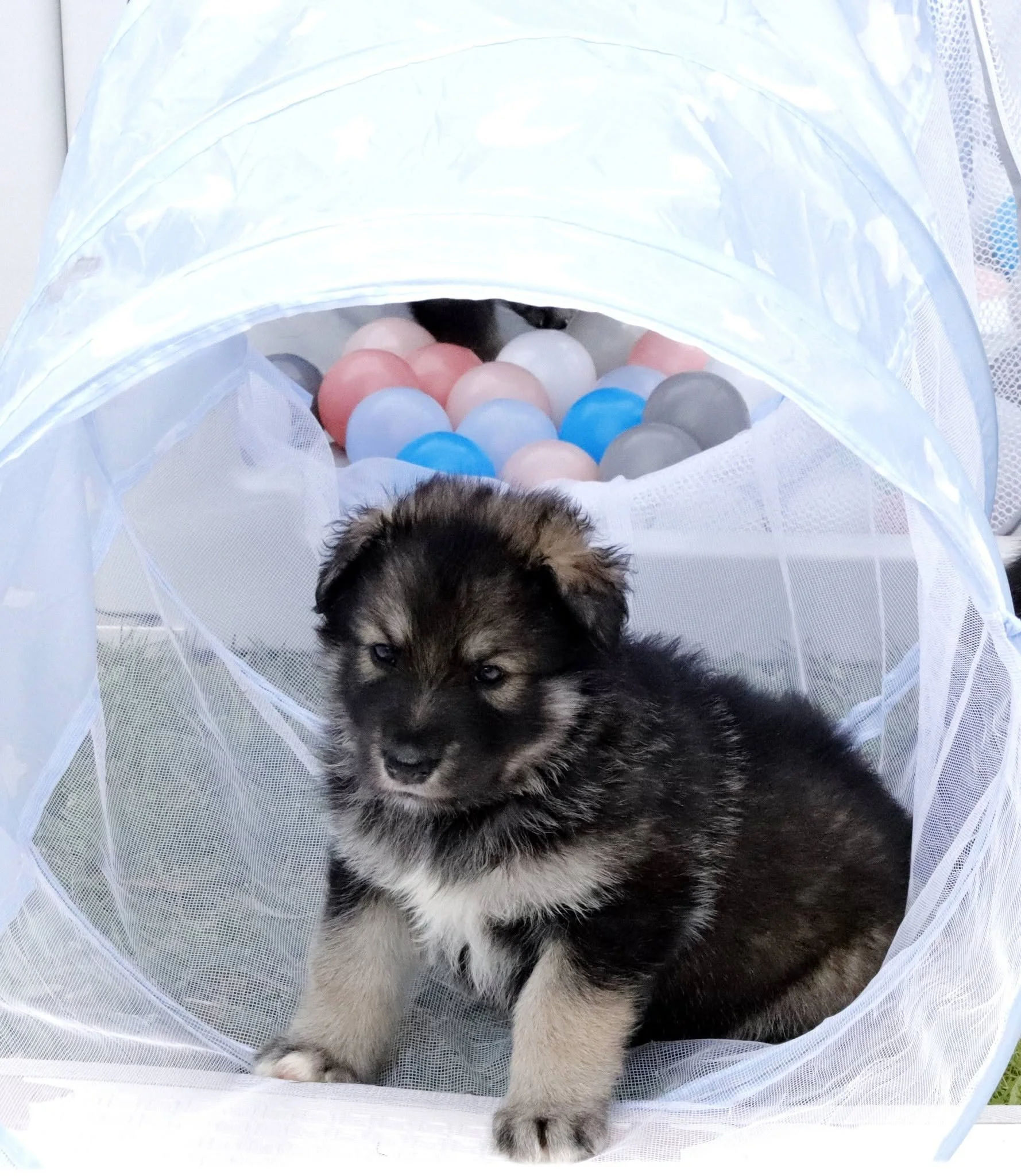 crystal 4 weeks old 2.jpg