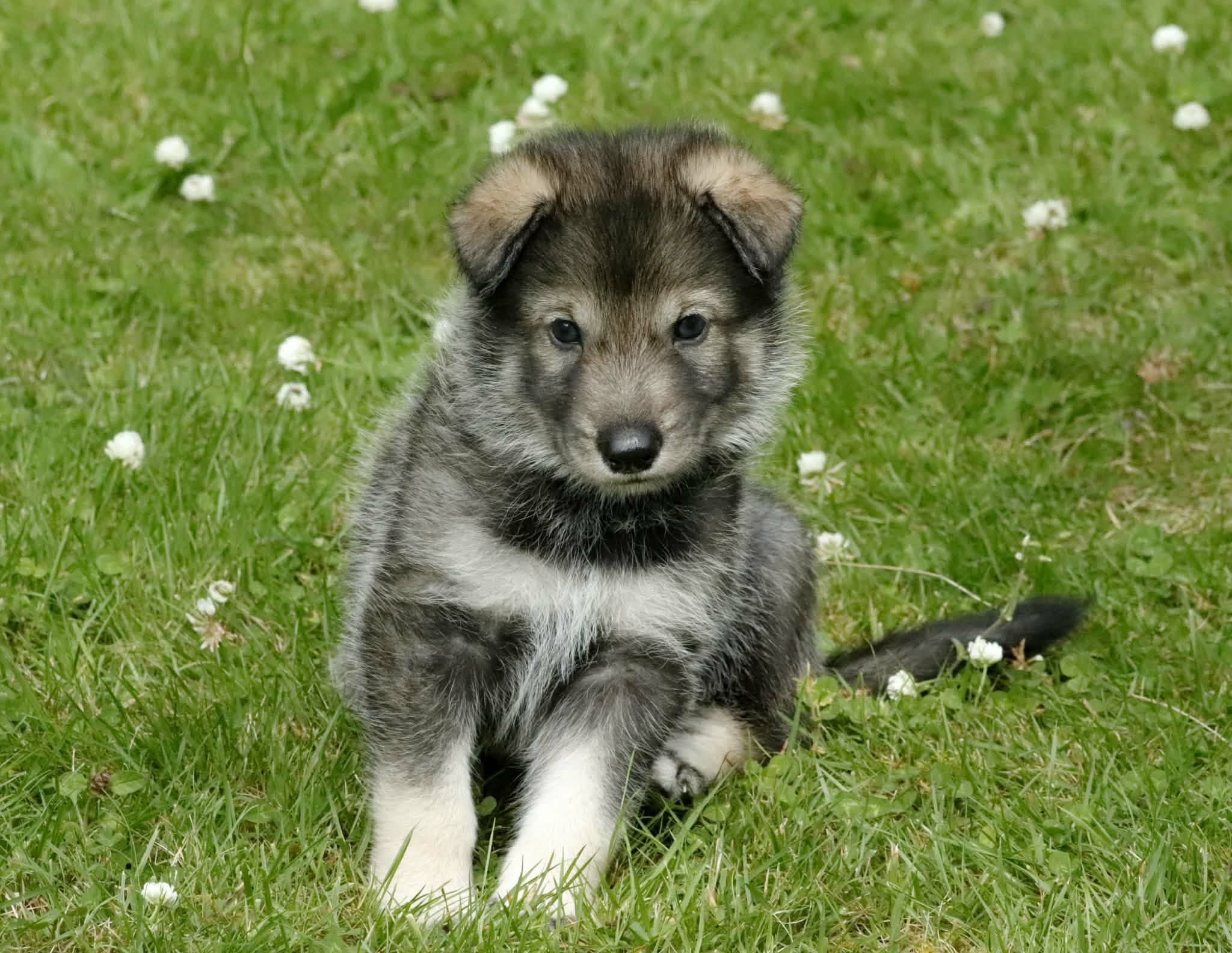 fable 4 weeks old.jpg