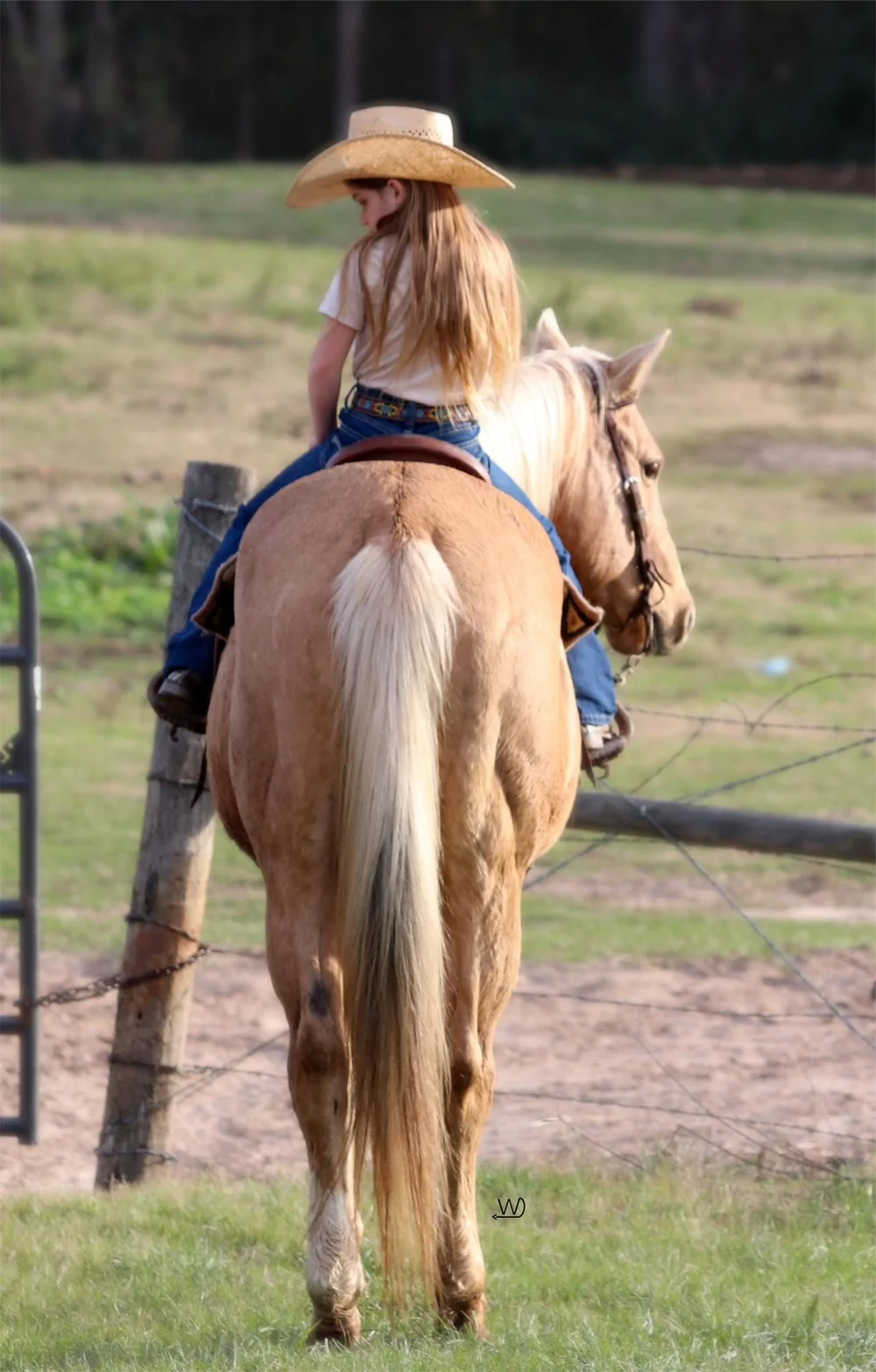 Westbound Marketing Consignment Horses — Westbound Marketing