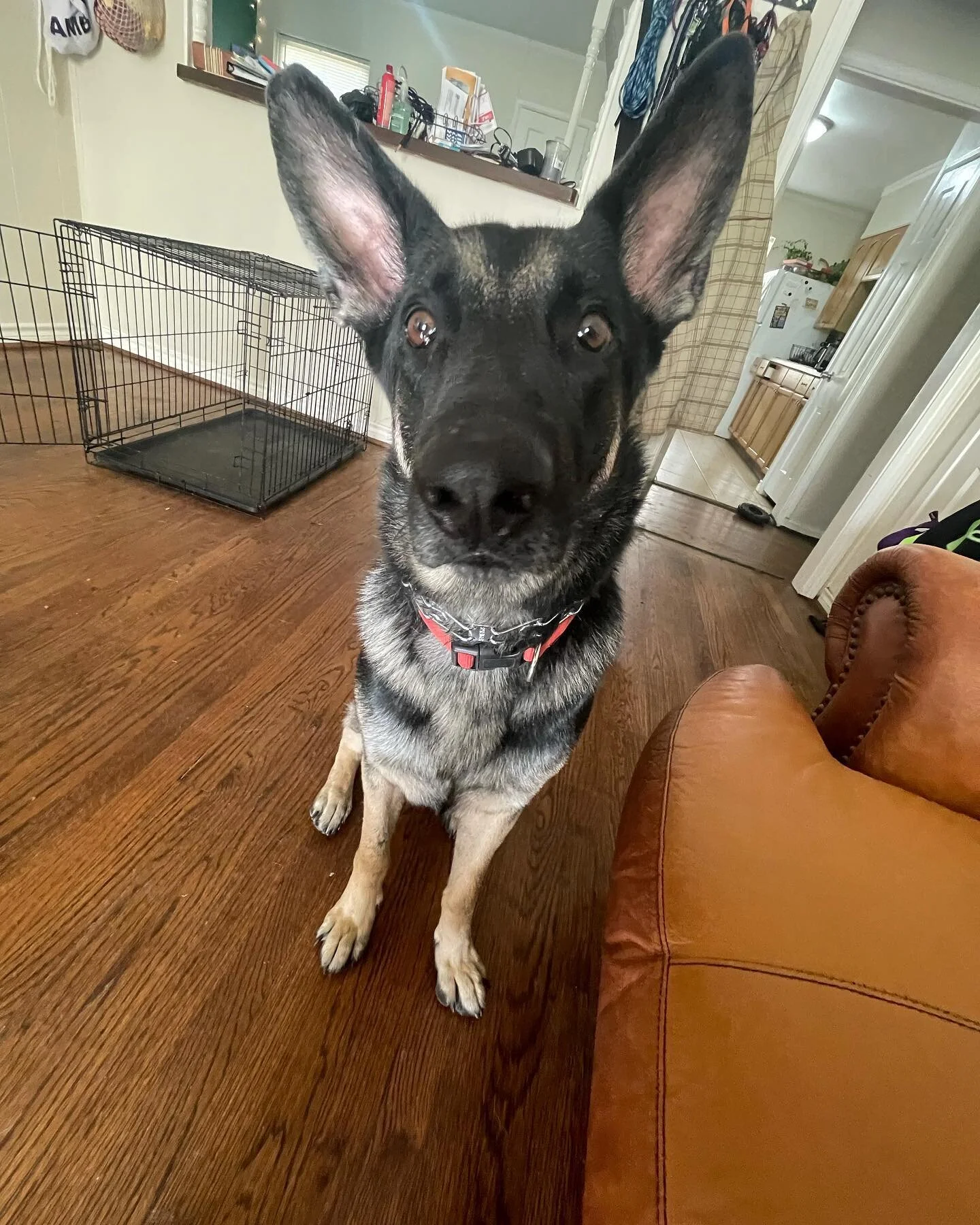 Ronnie the German Shepard staying with us for two weeks to work on aggressive outbursts, fear issues, confidence building and general obedience. He&rsquo;s a handsome man! Excited for your future Ronnie!