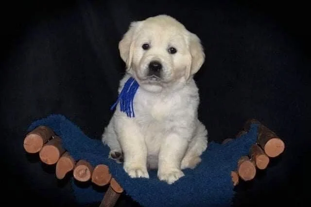 The @theheadtiltsociety just gained a new member! 8 week old London starts next Tuesday! 

How cute is this baby?!