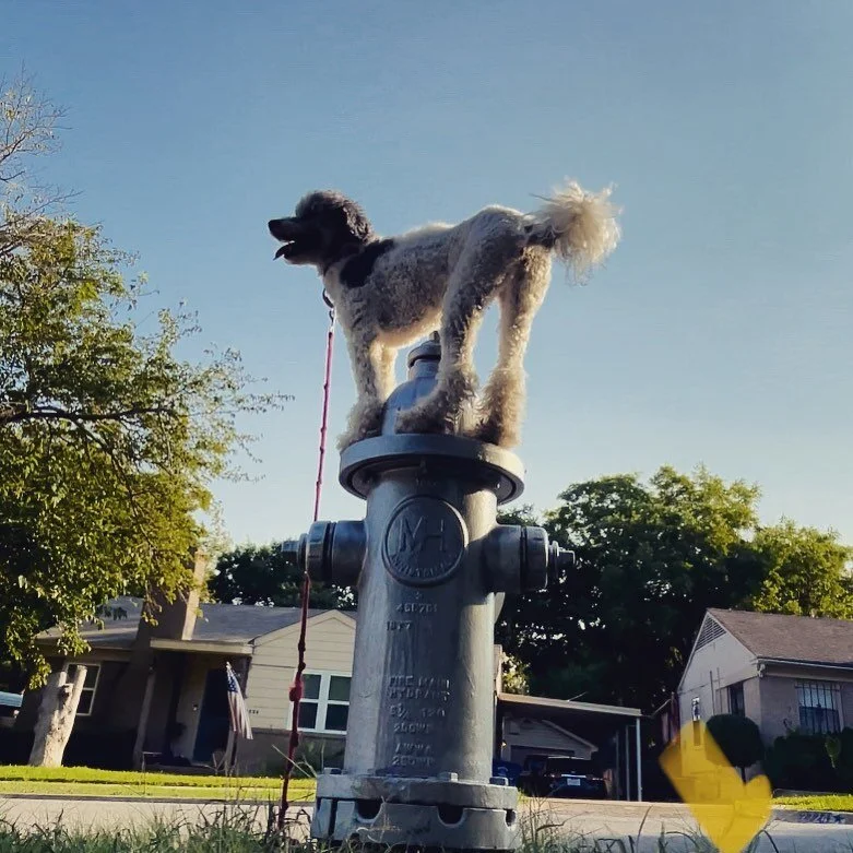 We&rsquo;re onto public proofing now. 

#dogtraining #dogsofinstagram #dogsofdallas #headtiltsociety #dogtricks #balancedog #balance #dallasdogtrainer