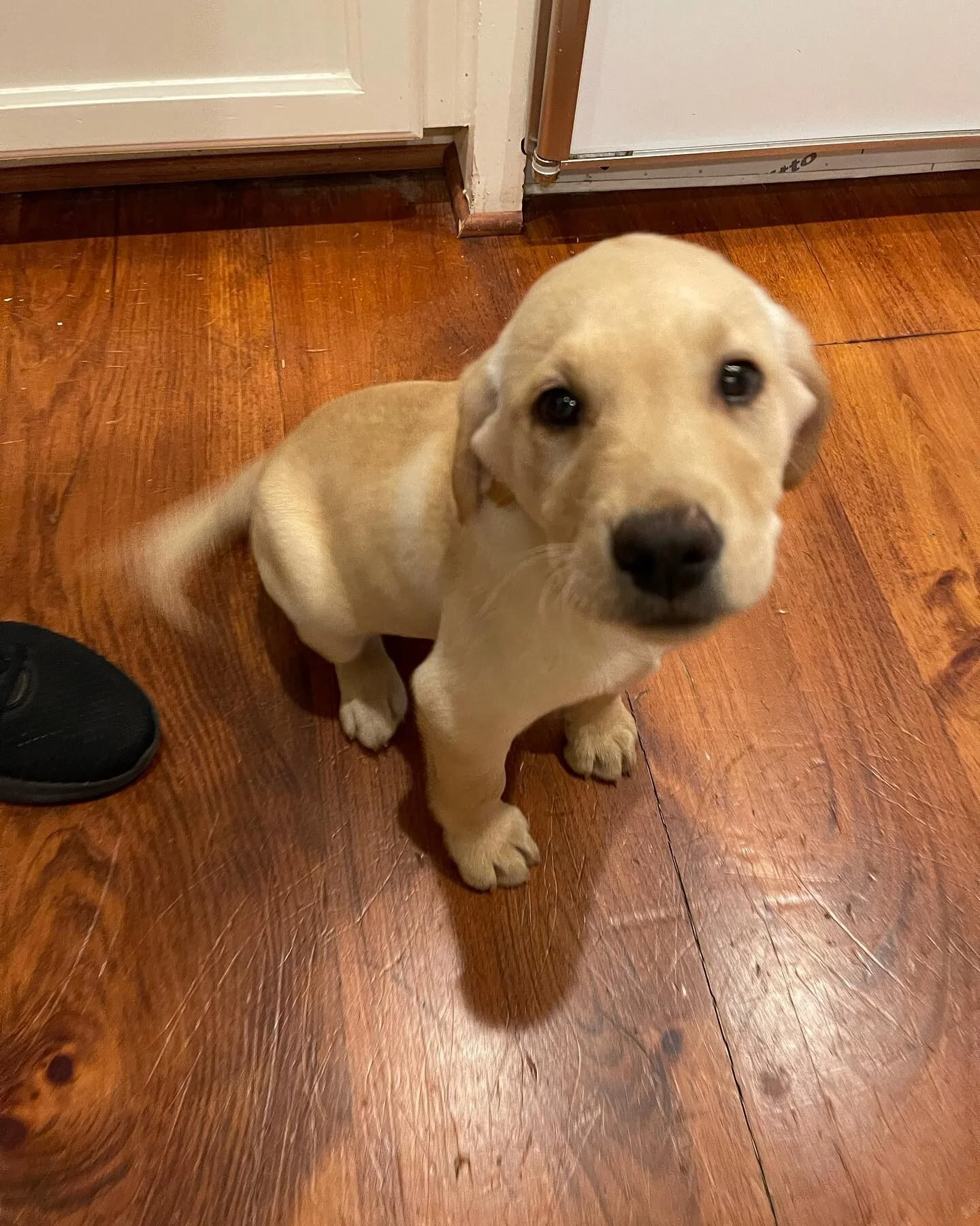 Buddy the yellow lab is now a full fledged member of @theheadtiltsociety welcome little Buddy!