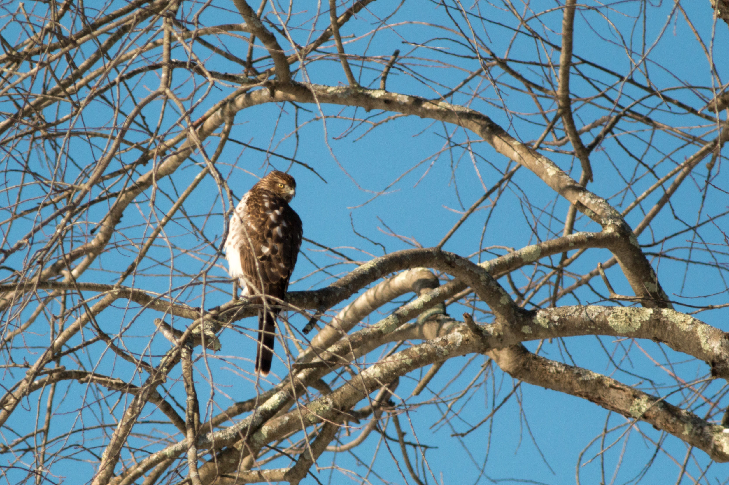 Cooper's hawk