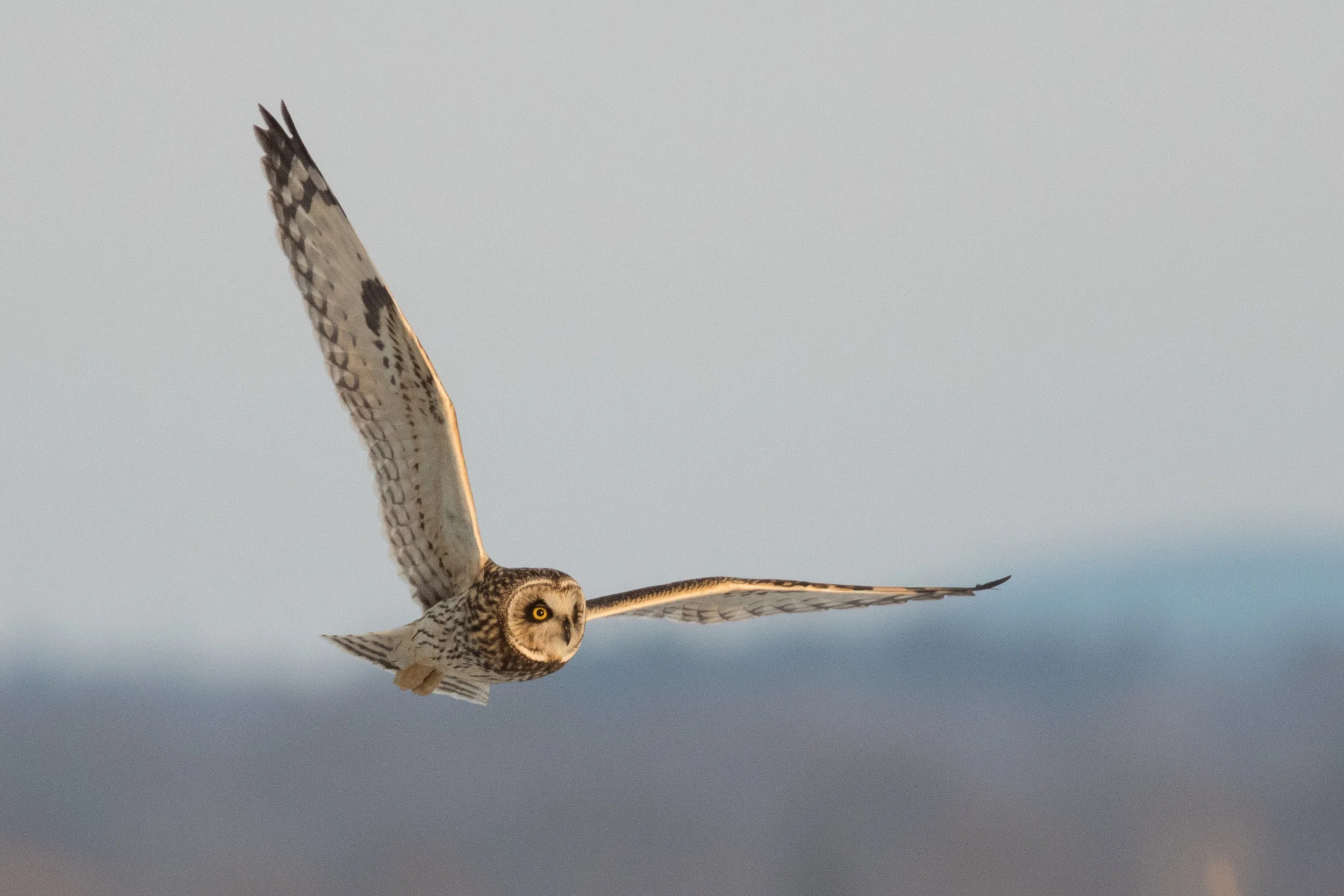 Short-eared Owl