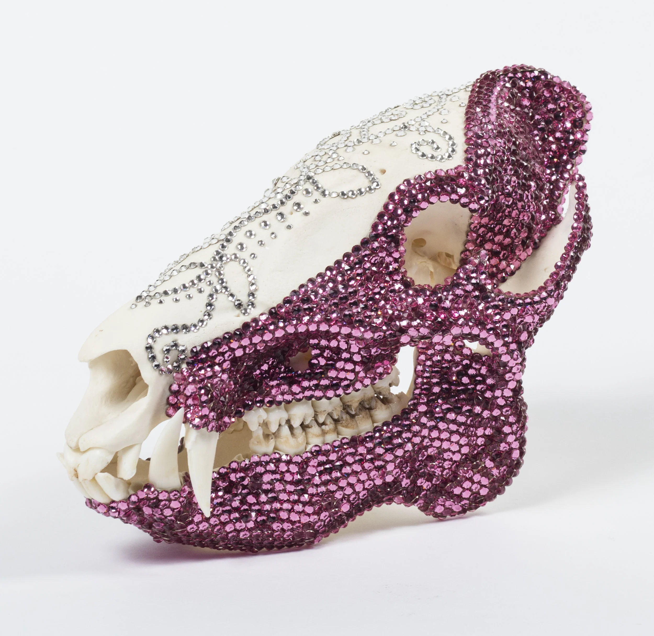 Javalina Skull