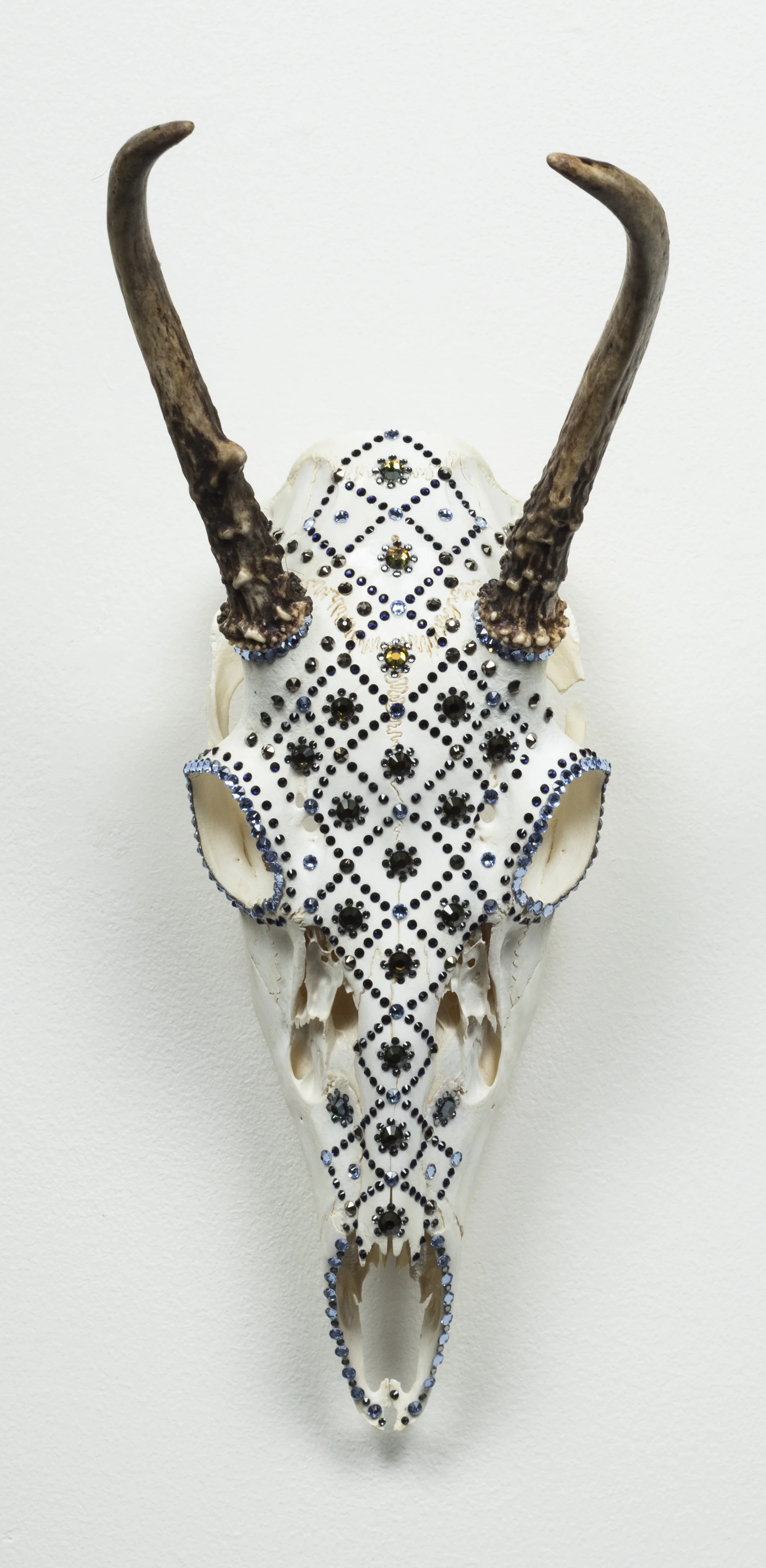 Spike Buck Skull