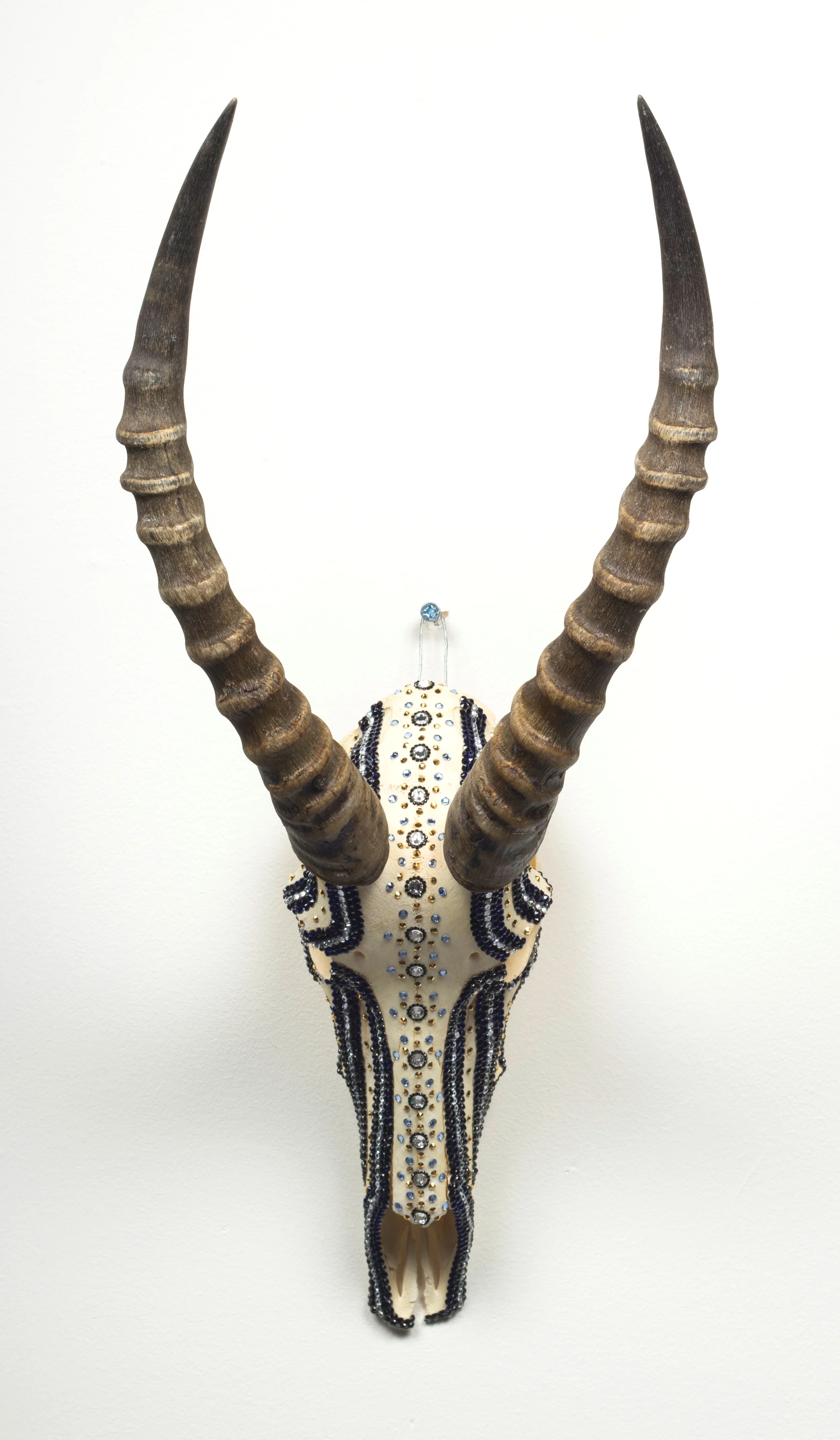 Striped Blesbok Skull
