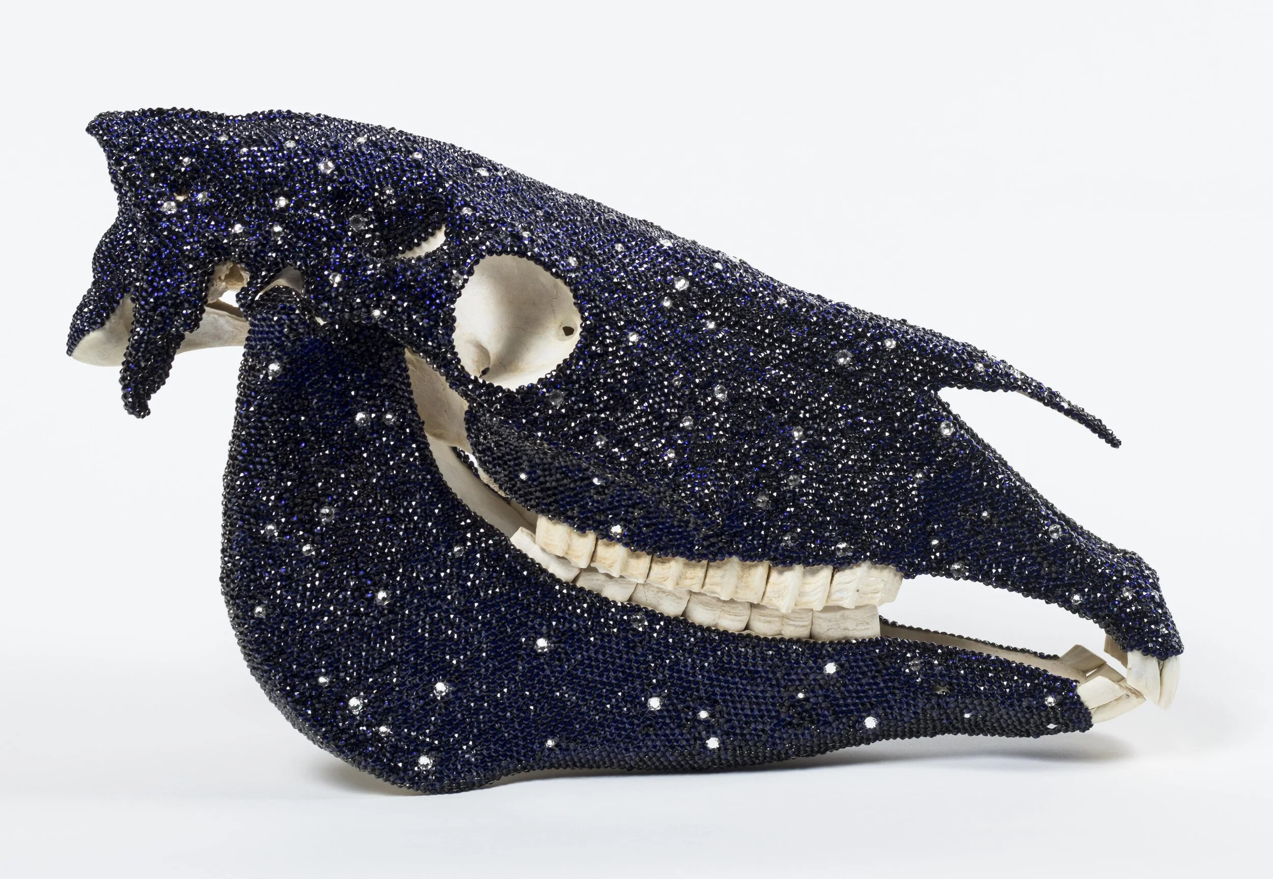 Quinn_Midnight_22x8x13_submission1(1) .JPG