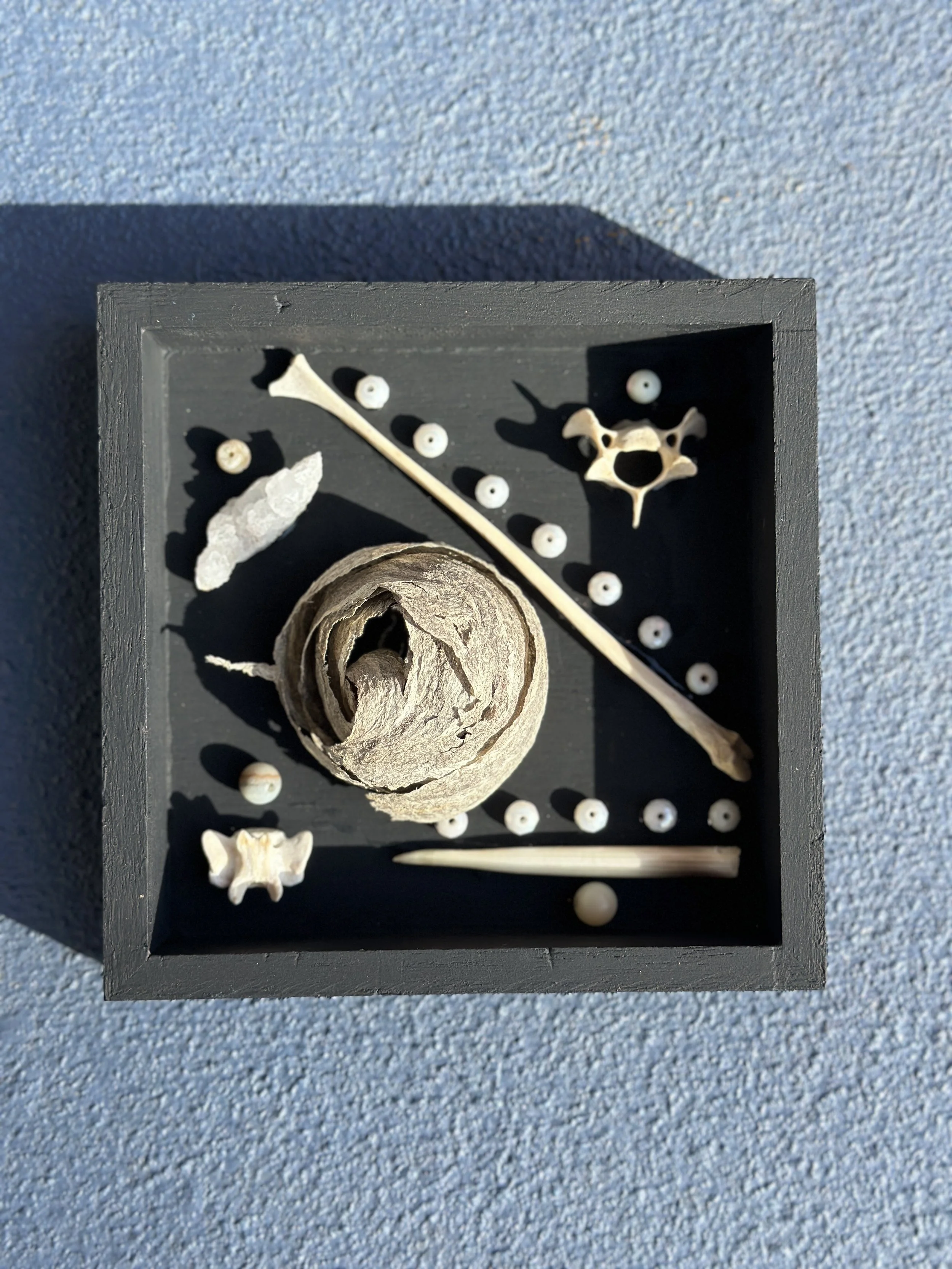 Wasp Nests Shadowbox