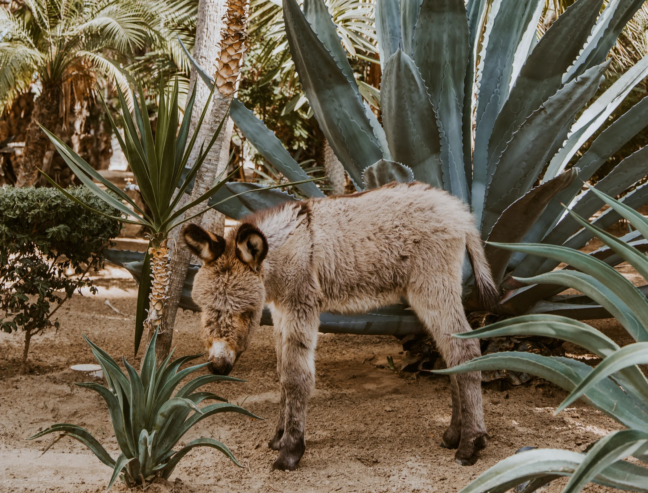 acre donkey 3.jpg