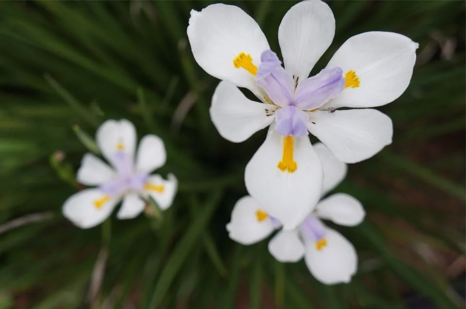 flowers-love-beauty-joy.jpg