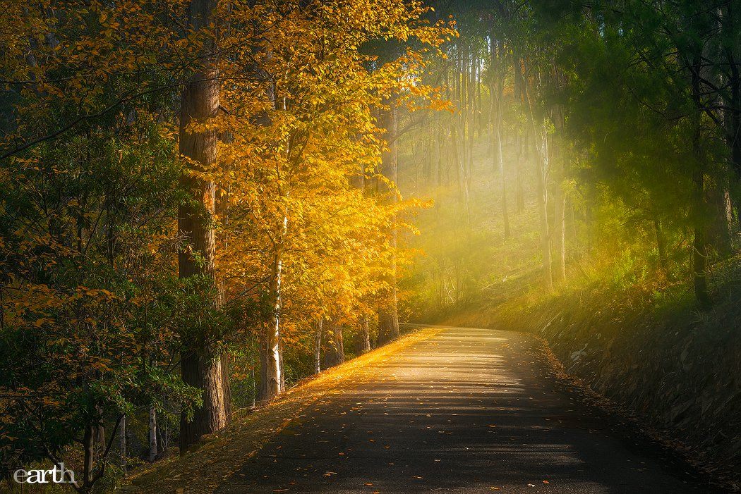 Healing_Nature_Forest__Light_Earth.jpg