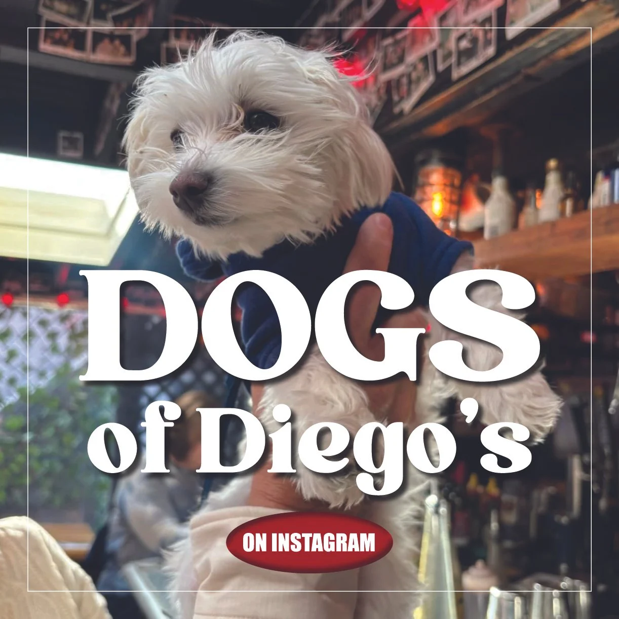 DOGS OF DIEGOS SQ.jpg