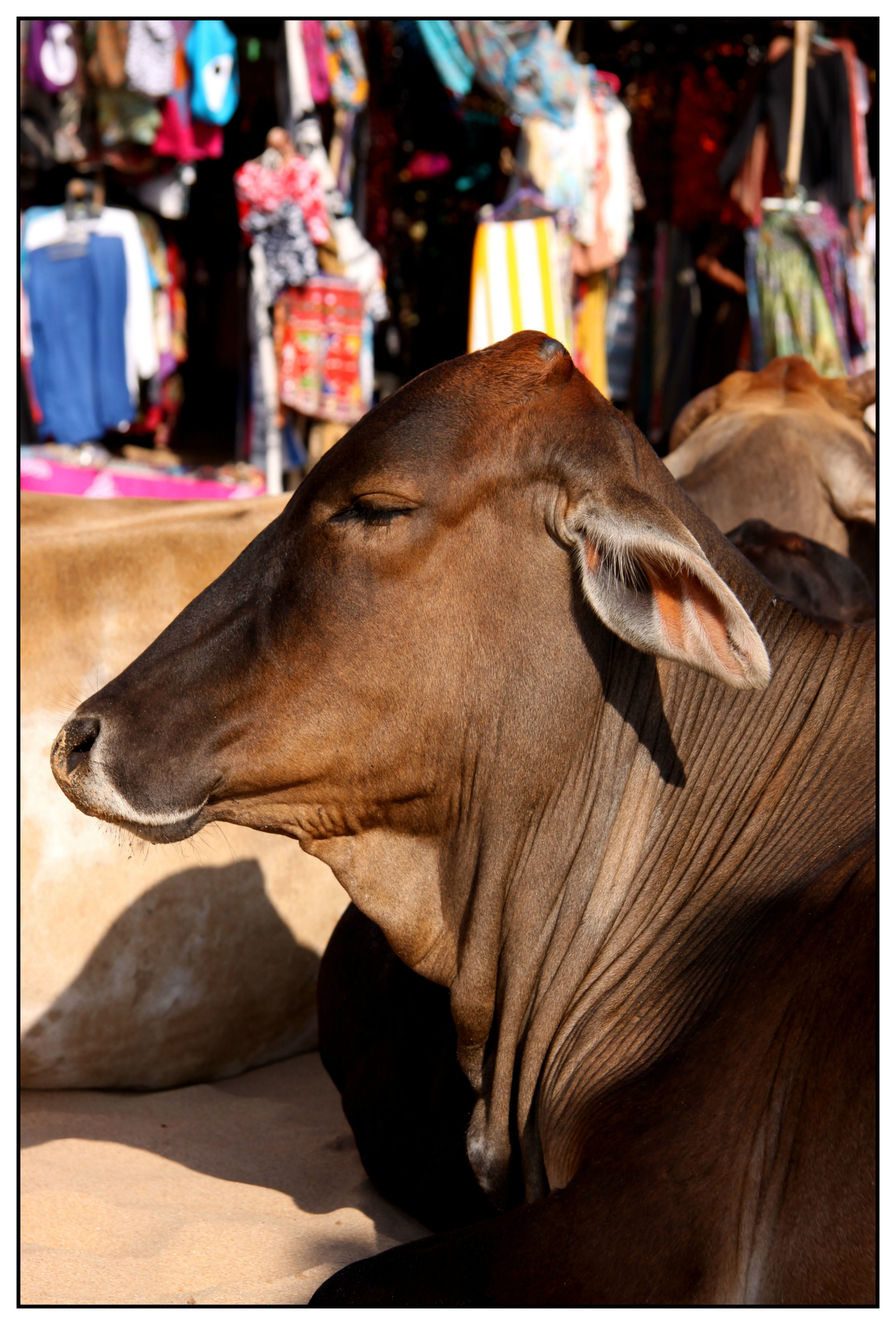 goa 3 Anjuna market Cow.jpg