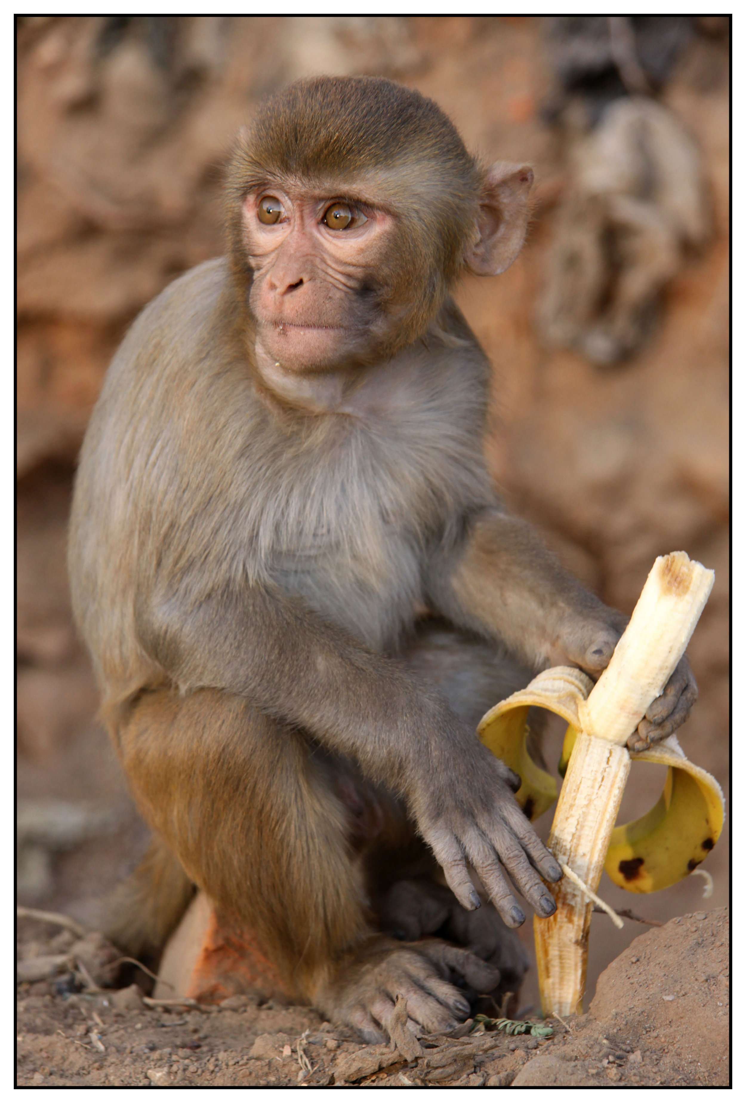 goa 10 New delhi Temple Monkey.jpg