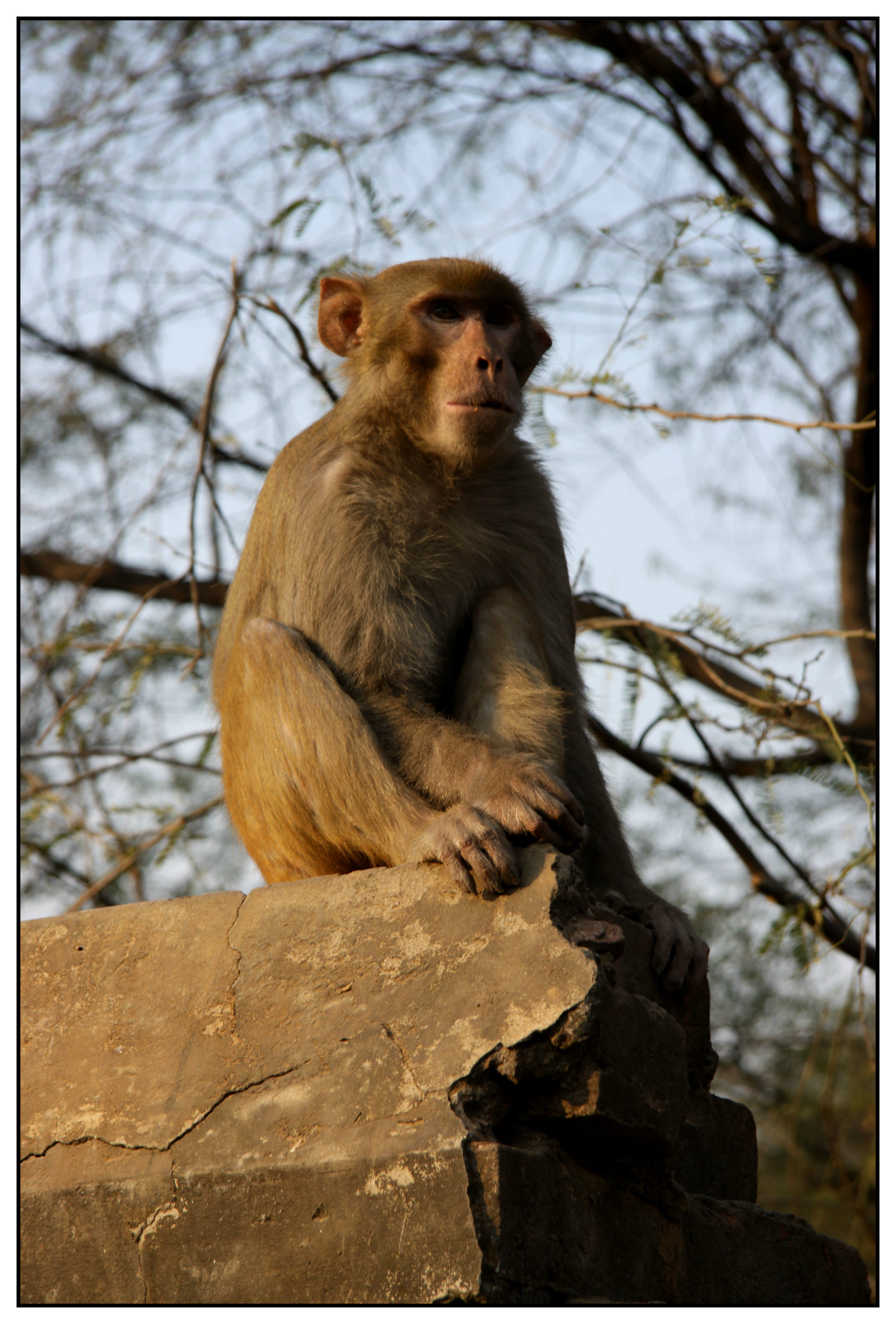 goa 11 New Delhi temple Monkey.jpg