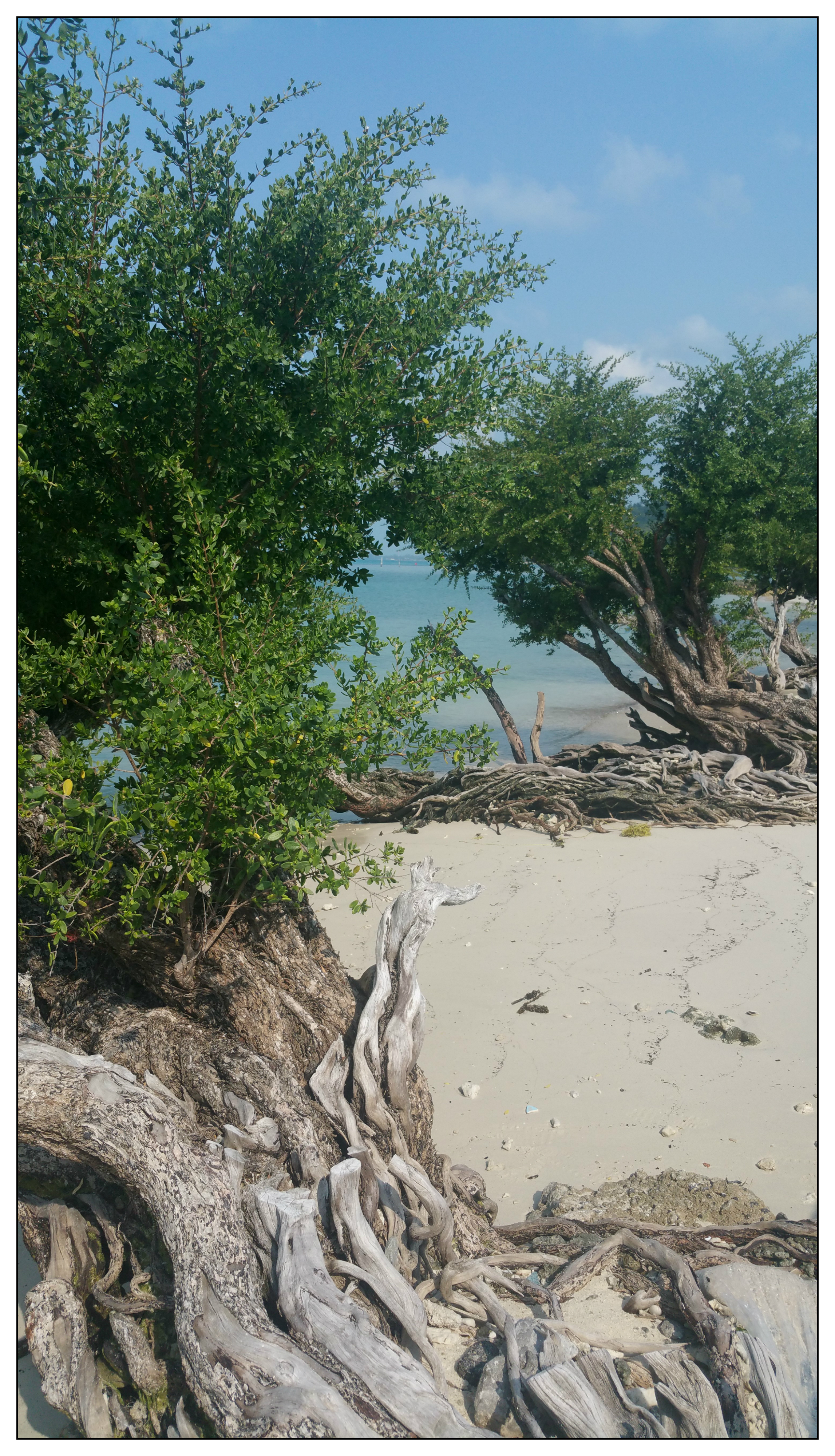 Koh Panghan Beach Drift Wood.jpg