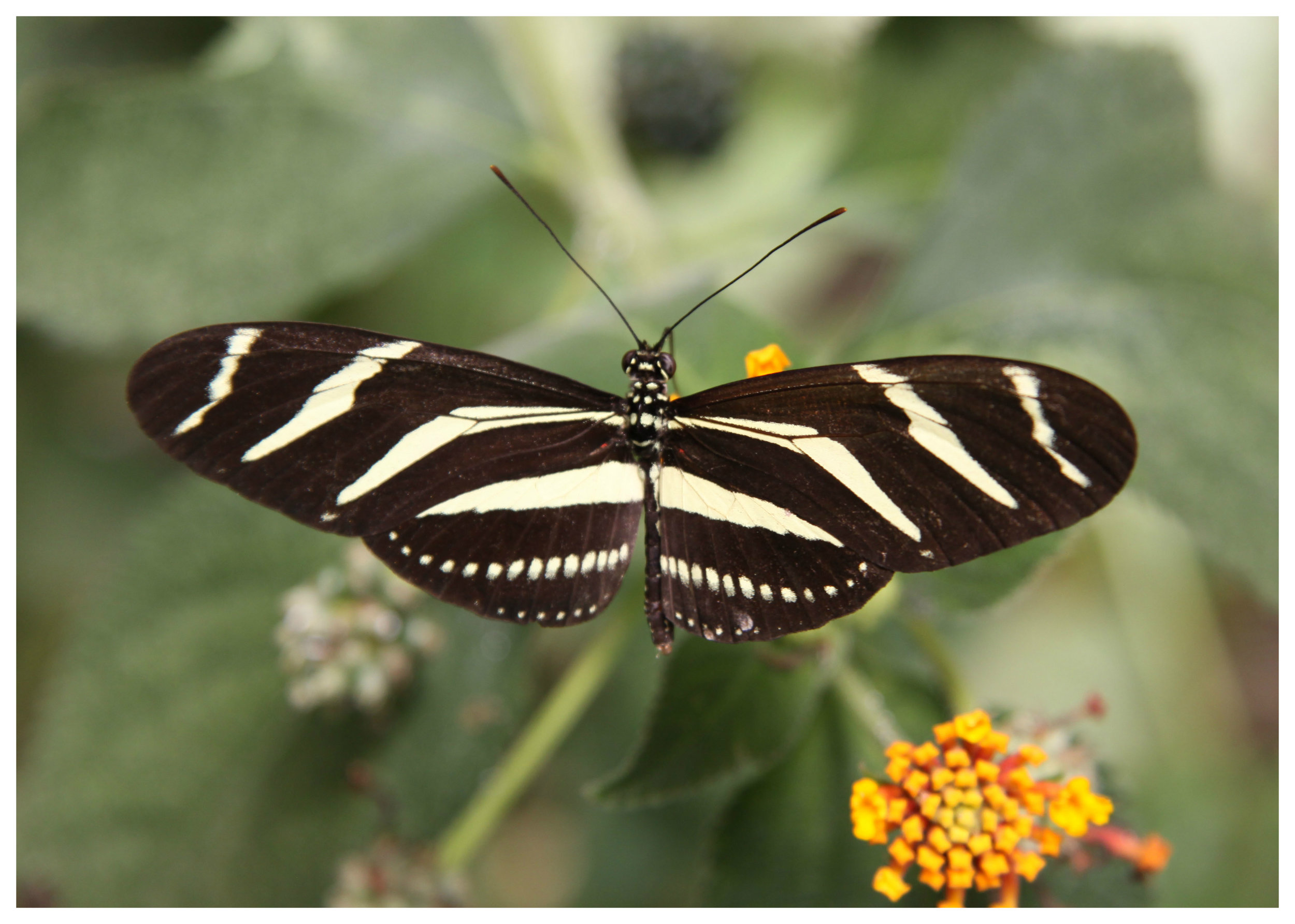 Costa Rica black white butterfly.jpg