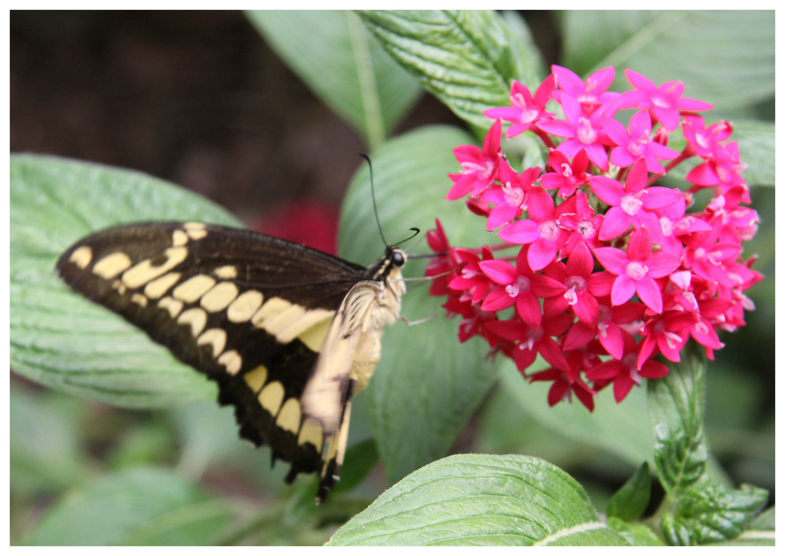 Costa Rica butterfly 1.jpg