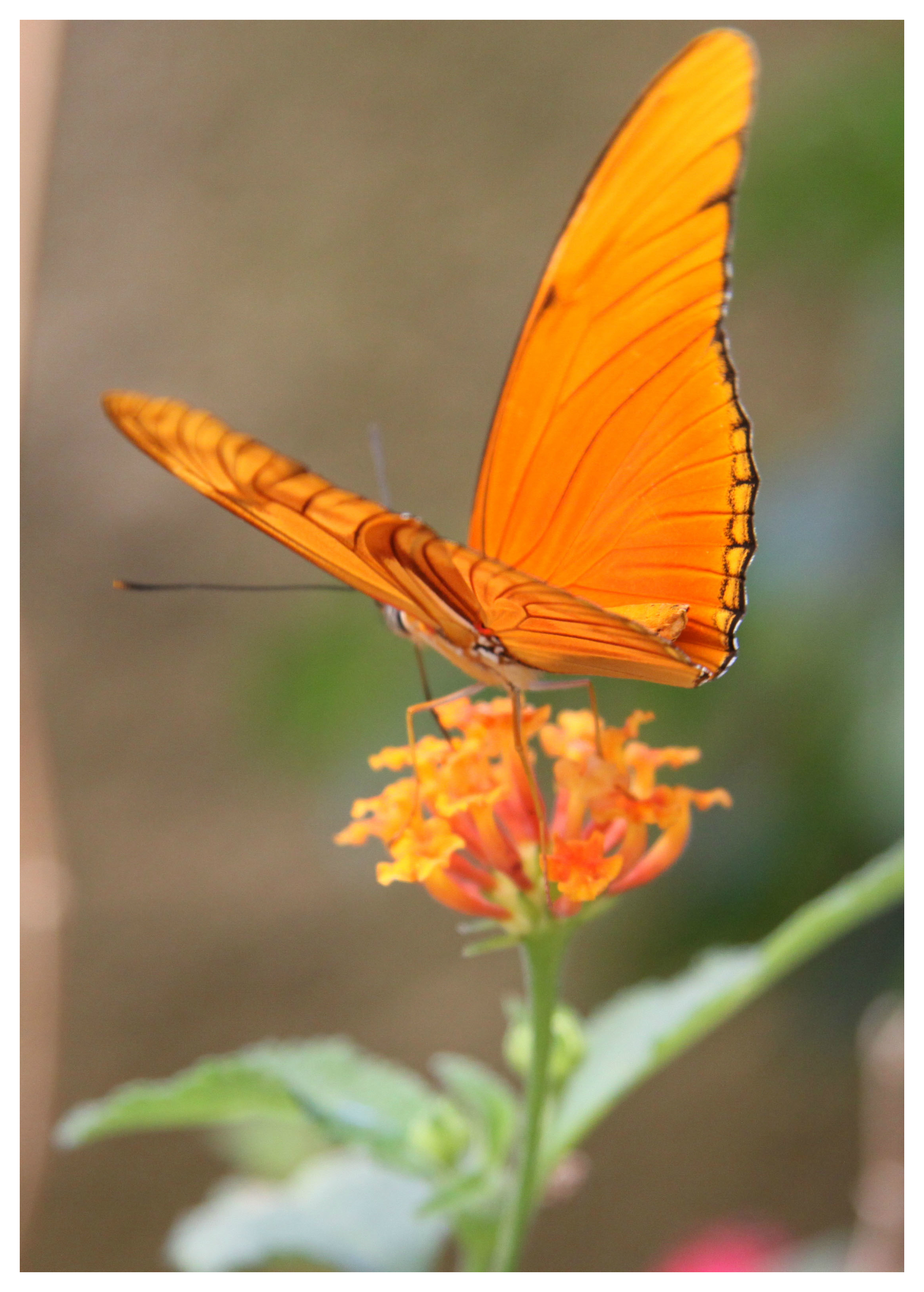 Costa Rica butterfly orange.jpg