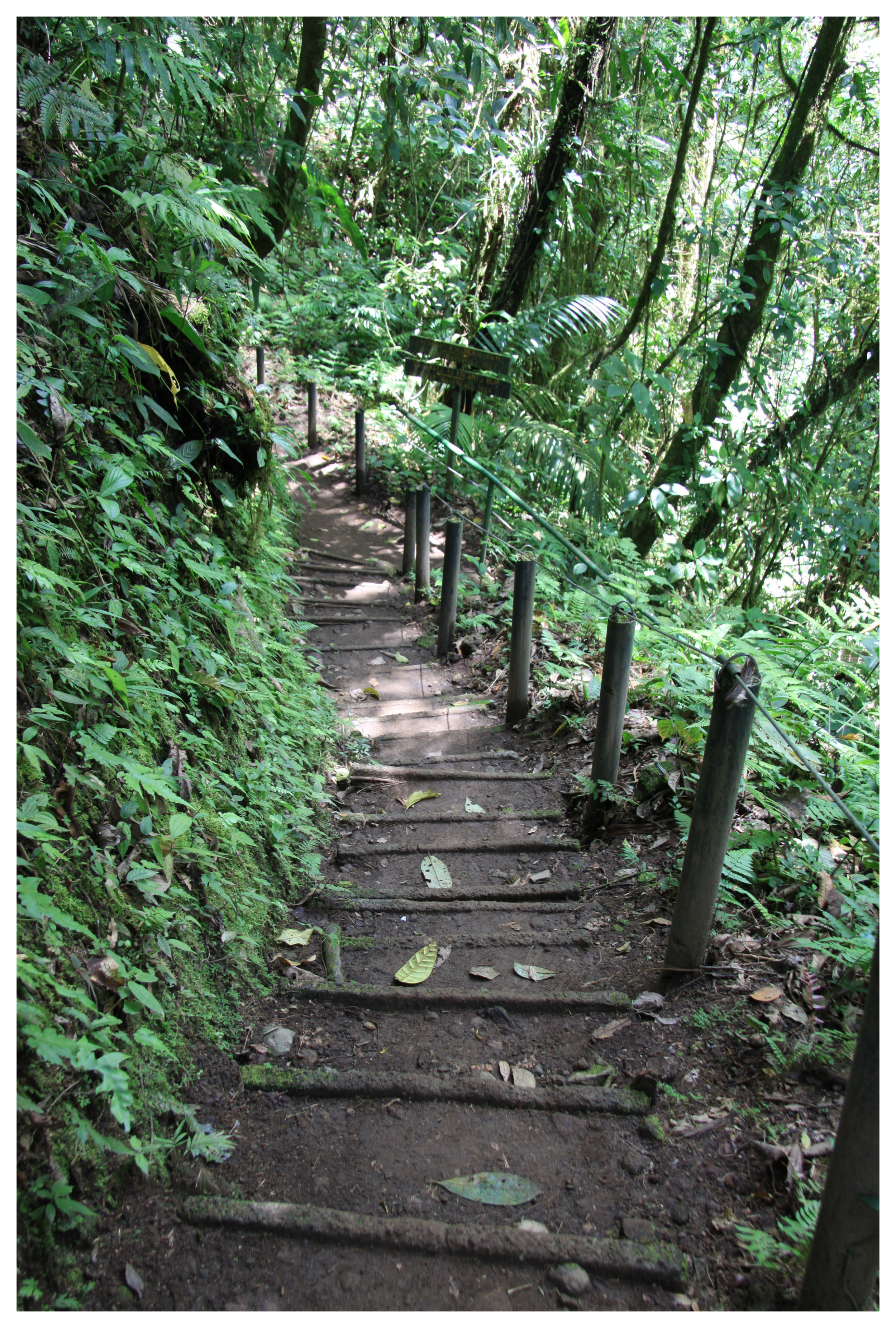 Costa Rica rain forest 1.jpg