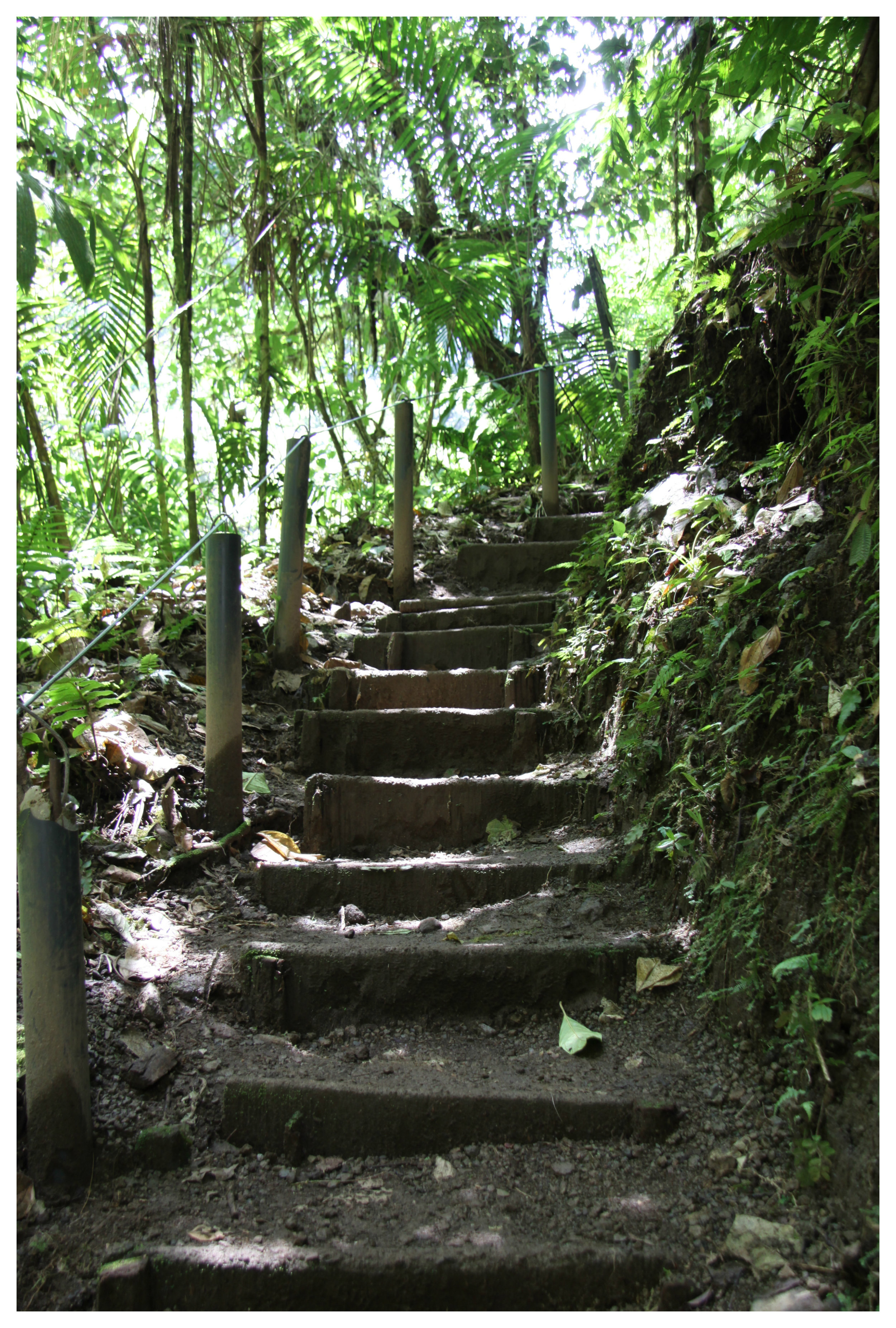 Costa Rica rain forest 2.jpg