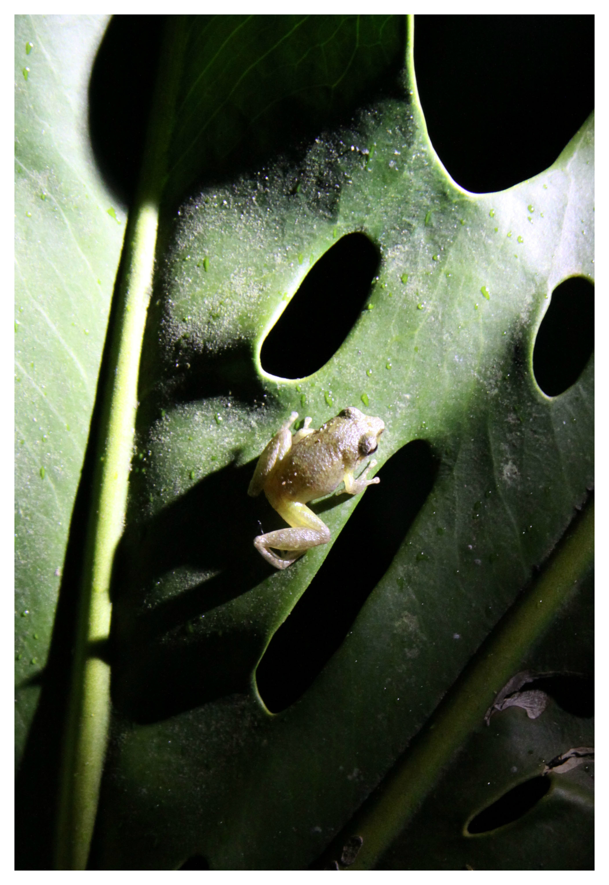 Costa Rica tiny baby frog.jpg