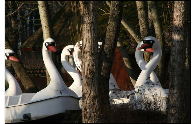 swan ride in swamp.jpg