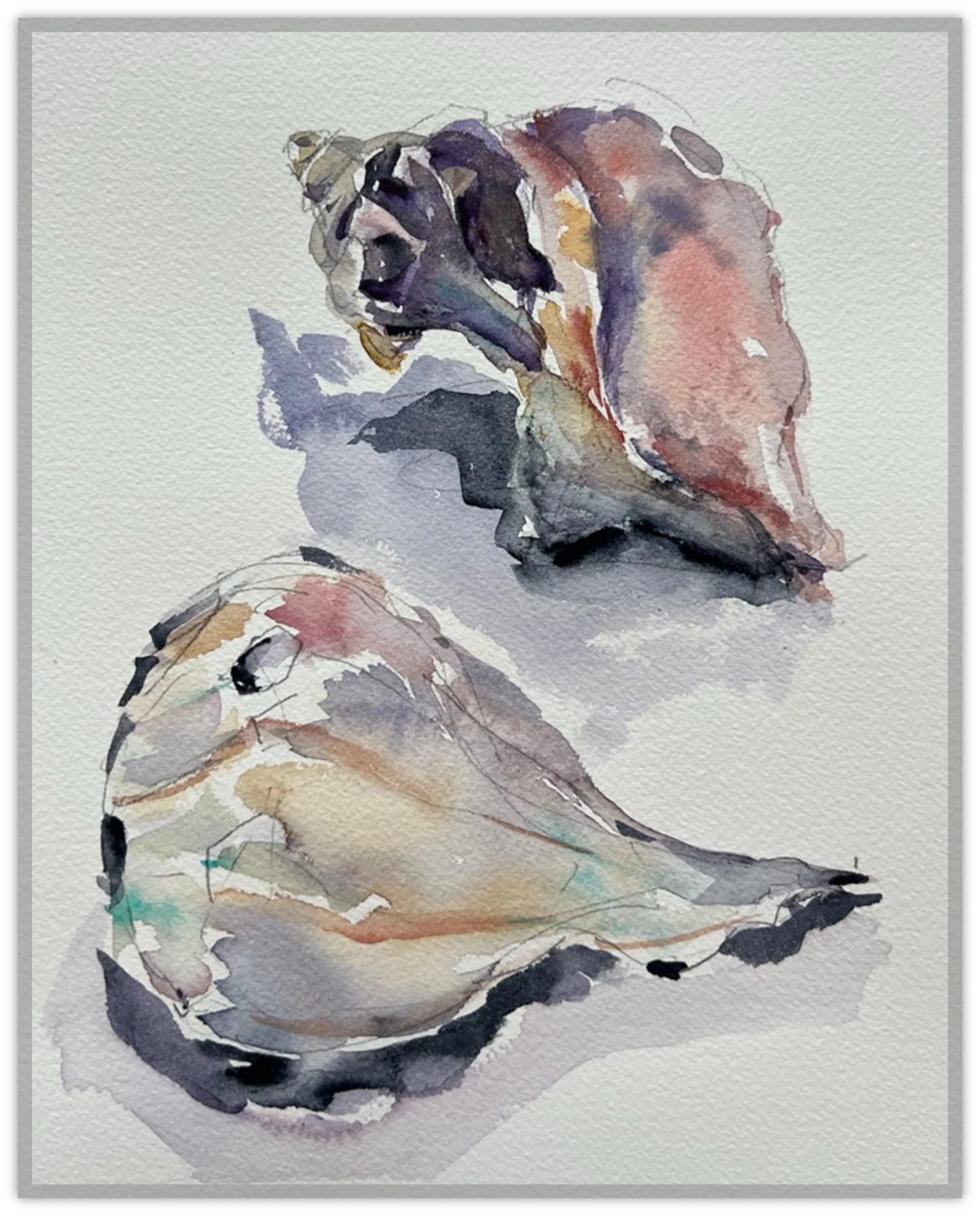 Knobbed Whelk Shells - Cool