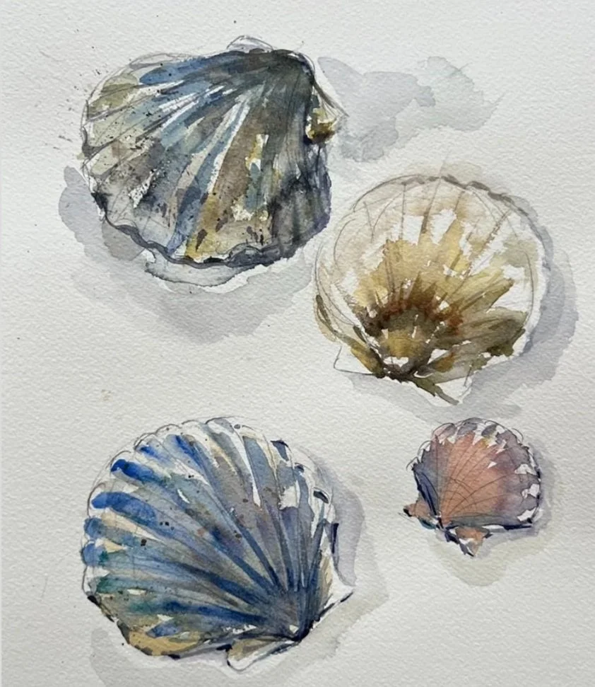 Scallop Shells