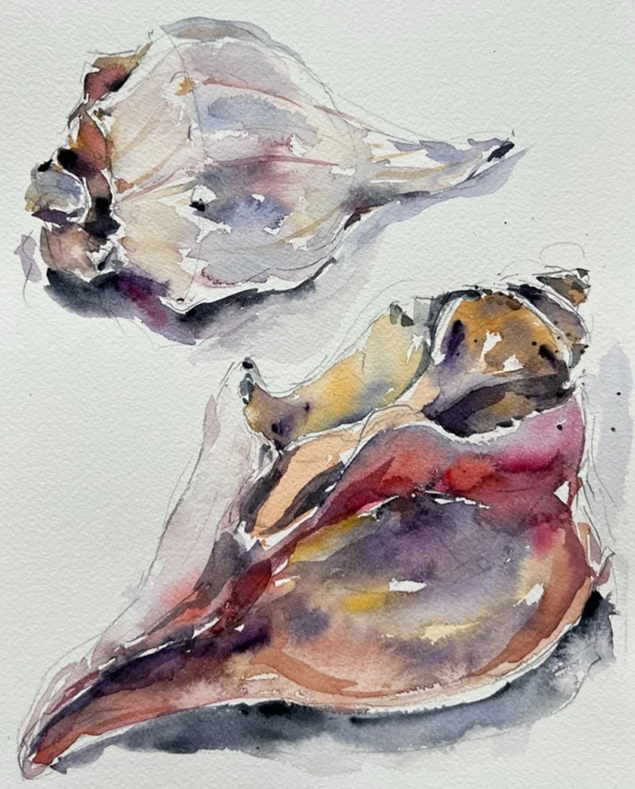 Knobbed Whelk Shells - Warm