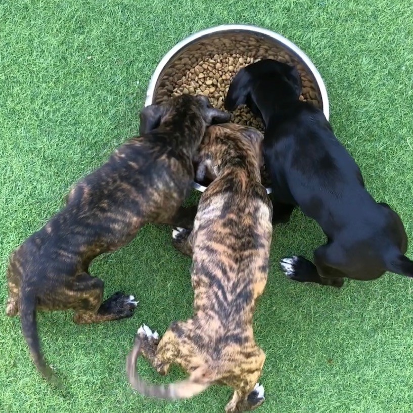 puppies+eating+3.jpg