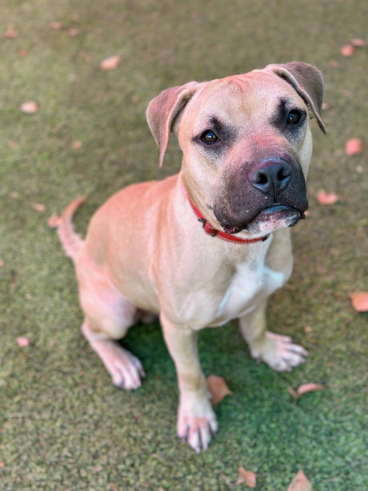 Is A Mountain Cur A Pitbull Breed American Cur Dog Mountain Cur