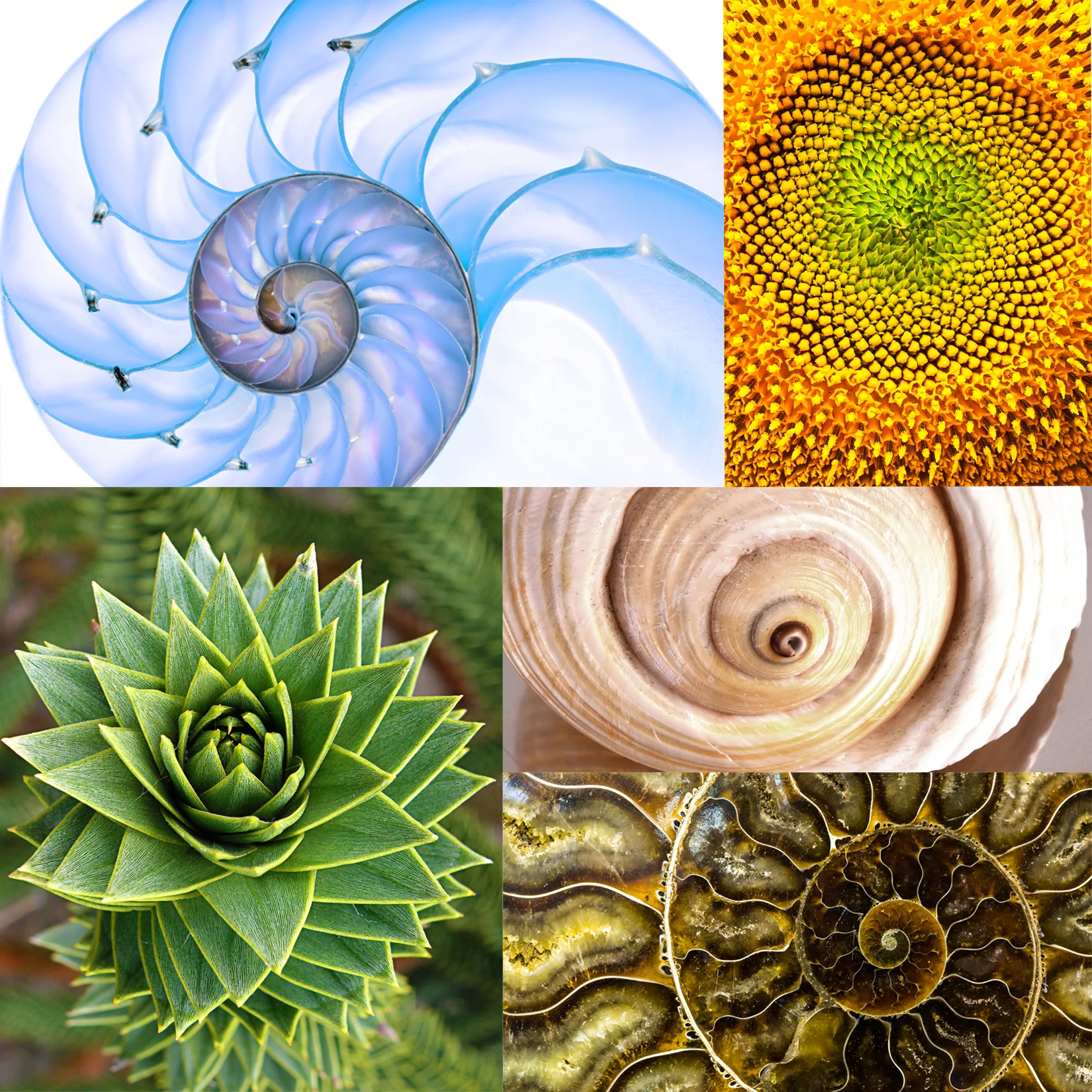 Fractals-combined.jpg