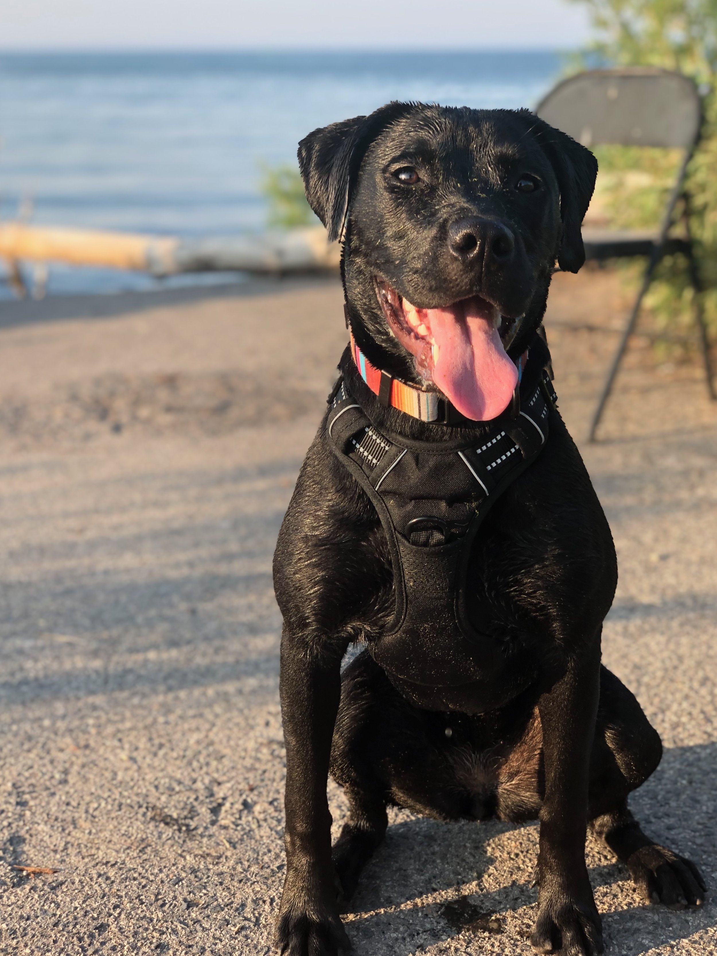 Adult Dog Training — Toronto Puppy School