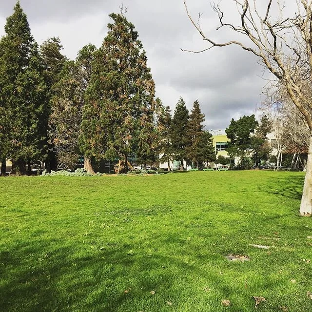 Why would anyone want to remove the grass from this beautiful park? Come support Esprit as a natural park today 2/1 from 11-2 next to Piccino cafe. #saveespritpark #keepespritparknatural #notoplastic