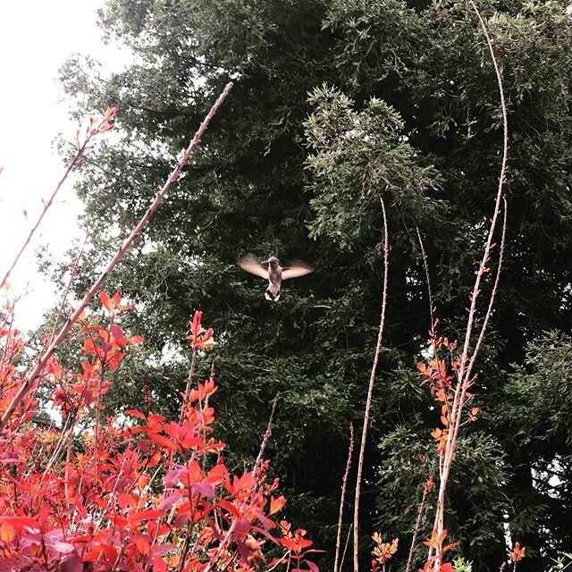 Does anyone else get Uber excited when they see a humming bird? Captured this little guy flying around Esprit this morning! #hummingbirds #hummingbirdsofinstagram #hummingbird