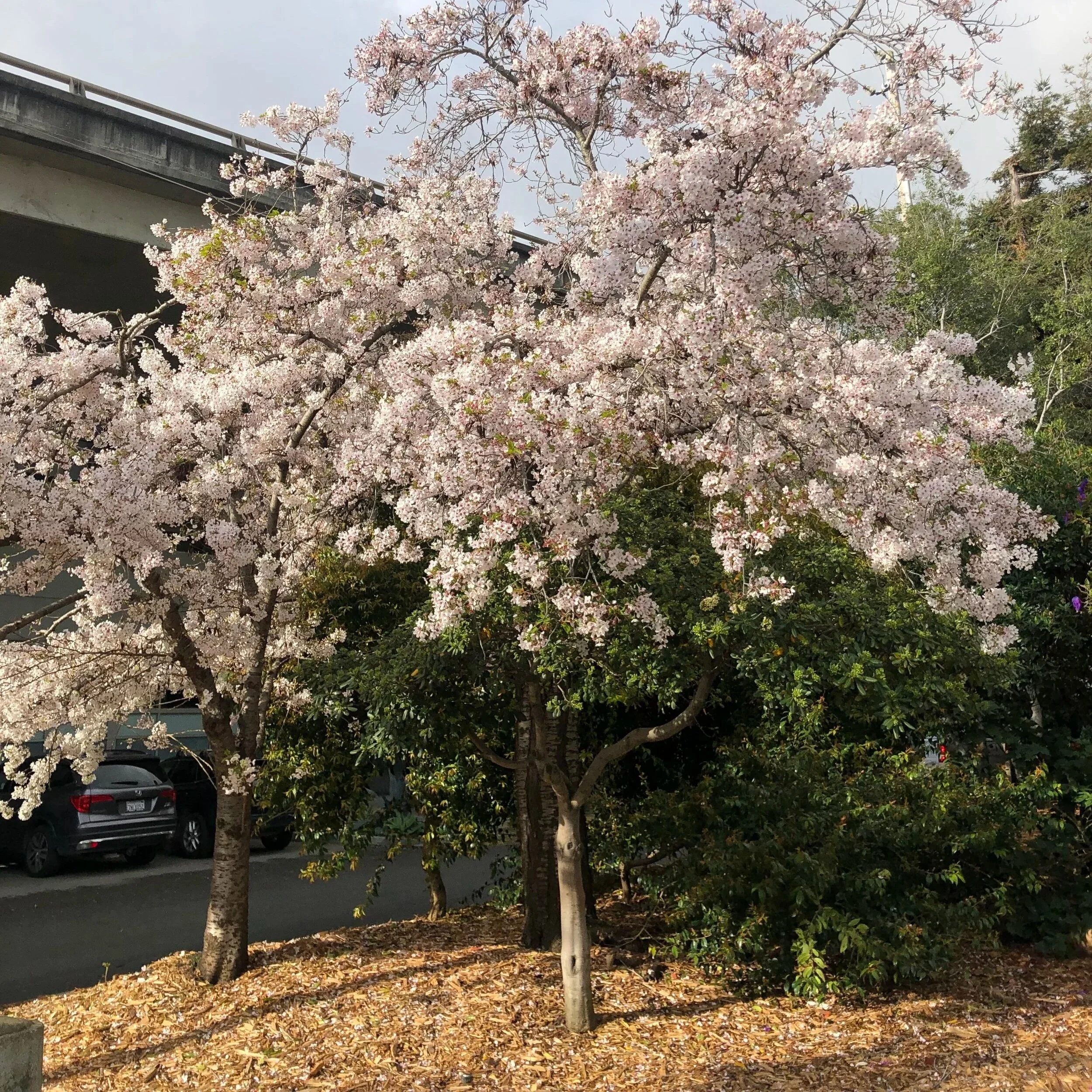 Sunday, April 24th Event: Esprit Park Walkabout 