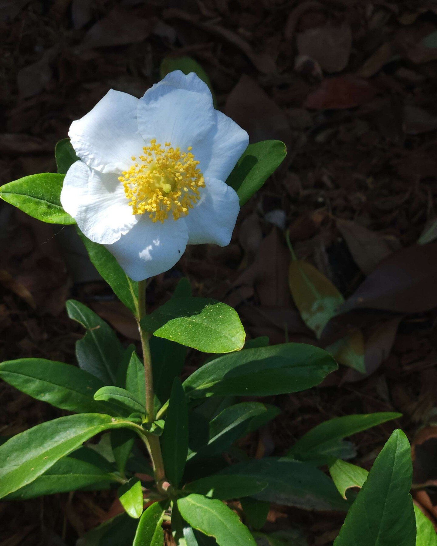 Bush Anemone (Carpenteria californica)

An evergreen shrub, the bush anemone is a rare native treasure. It is only found in the lower Sierras east of Fresno and reproduces primarily through root suckers.

Enjoys a sunny spot with good drainage, and l