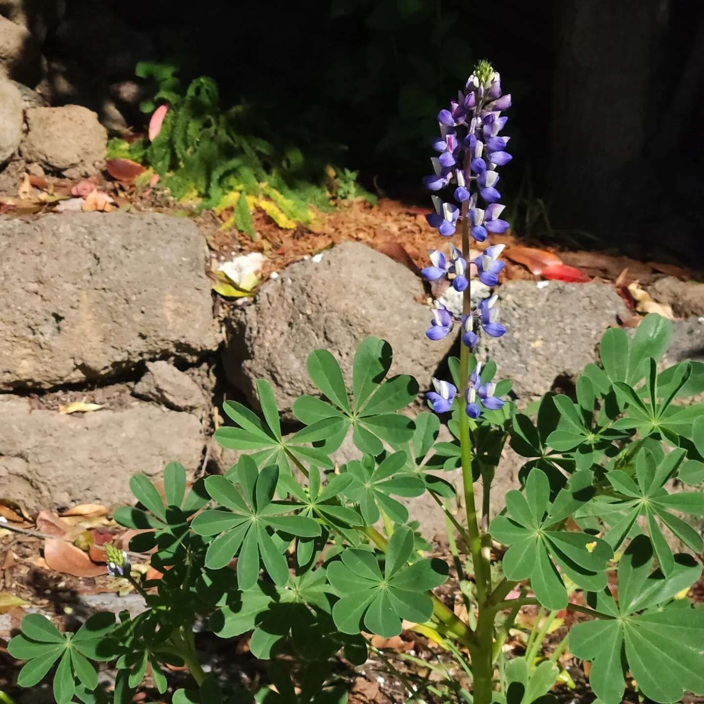 Succulent Lupine (Lupinus succulentus)

Also know as Arroyo Lupine, this water tolerant annual can come in shades of purple, pink, and white and grow up to a meter tall. 

It will tolerate part sun but will always tilt for maximum sun exposure so ful