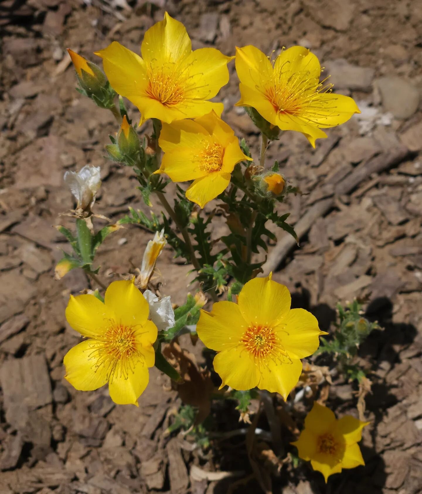 Lindsey's Blazings Stars (Mentzelia lindleyi) looking beautiful after some water.