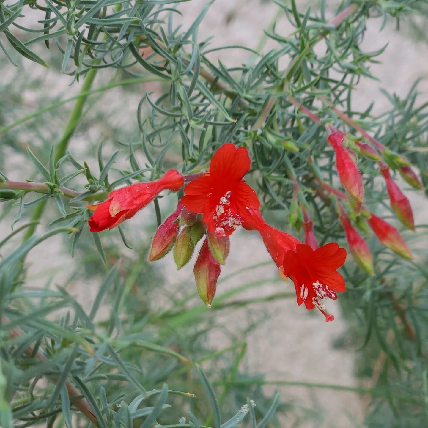 California Fuschia (Epilobium canum) has started its blooming season! ❤️